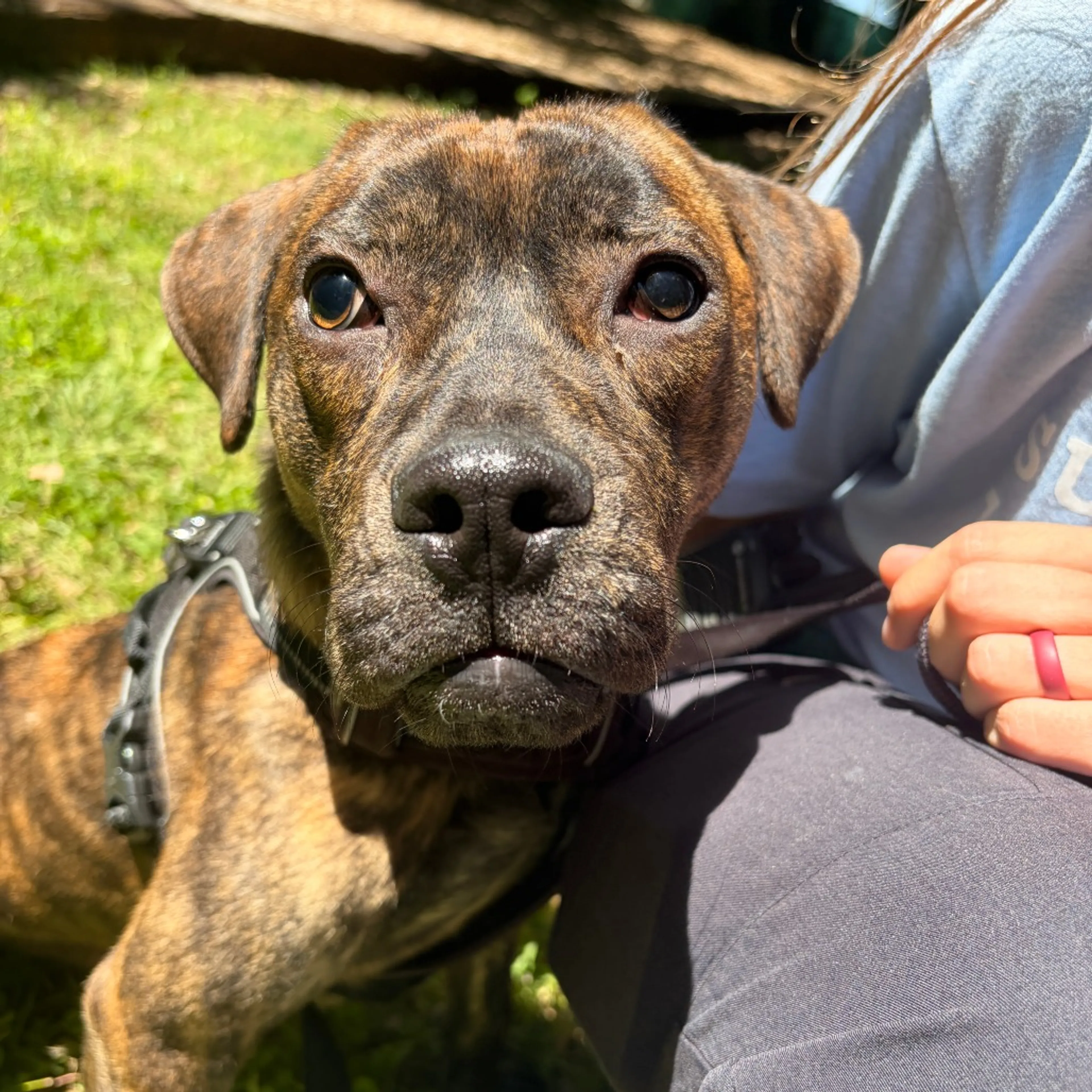 Found pet-11