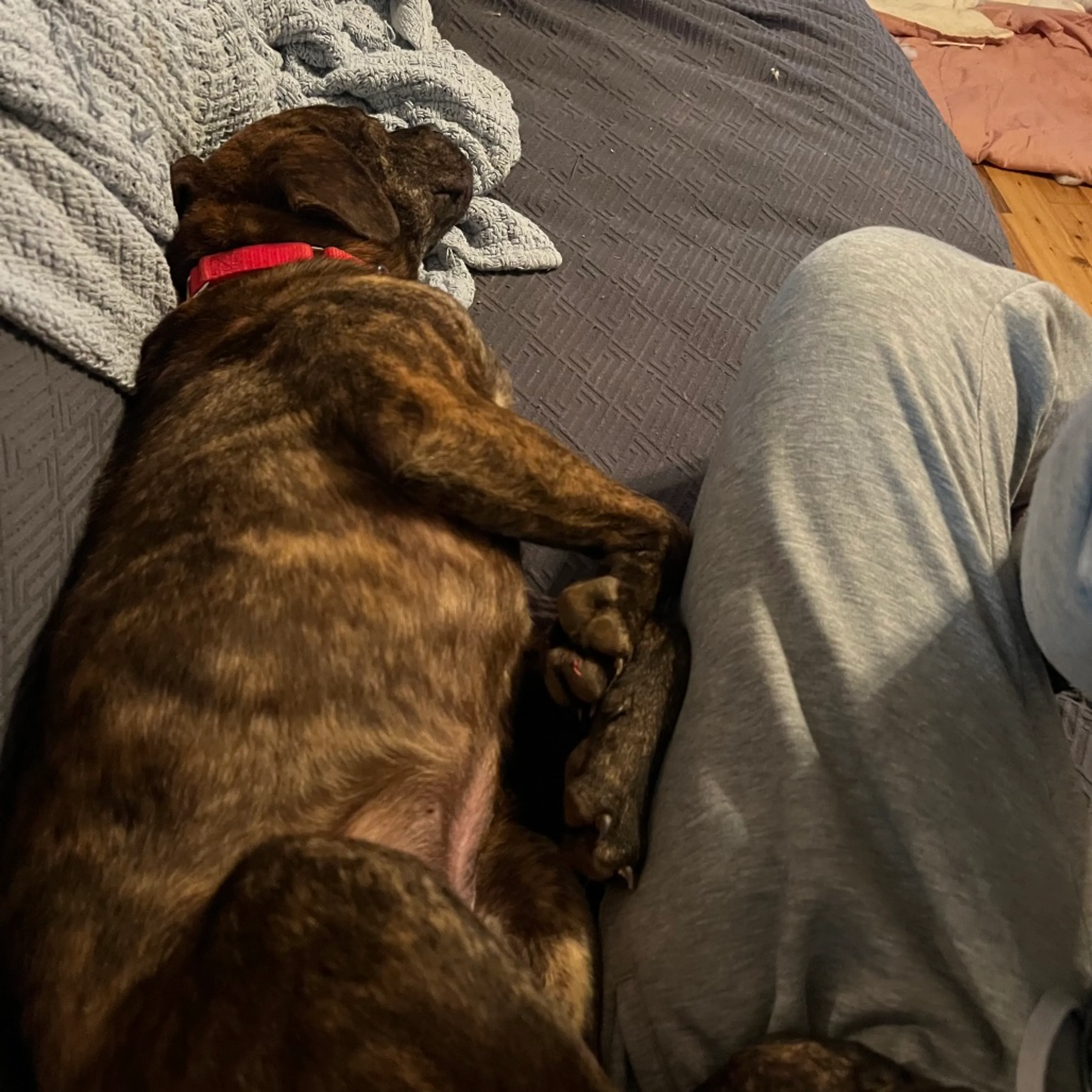 Found pet-1