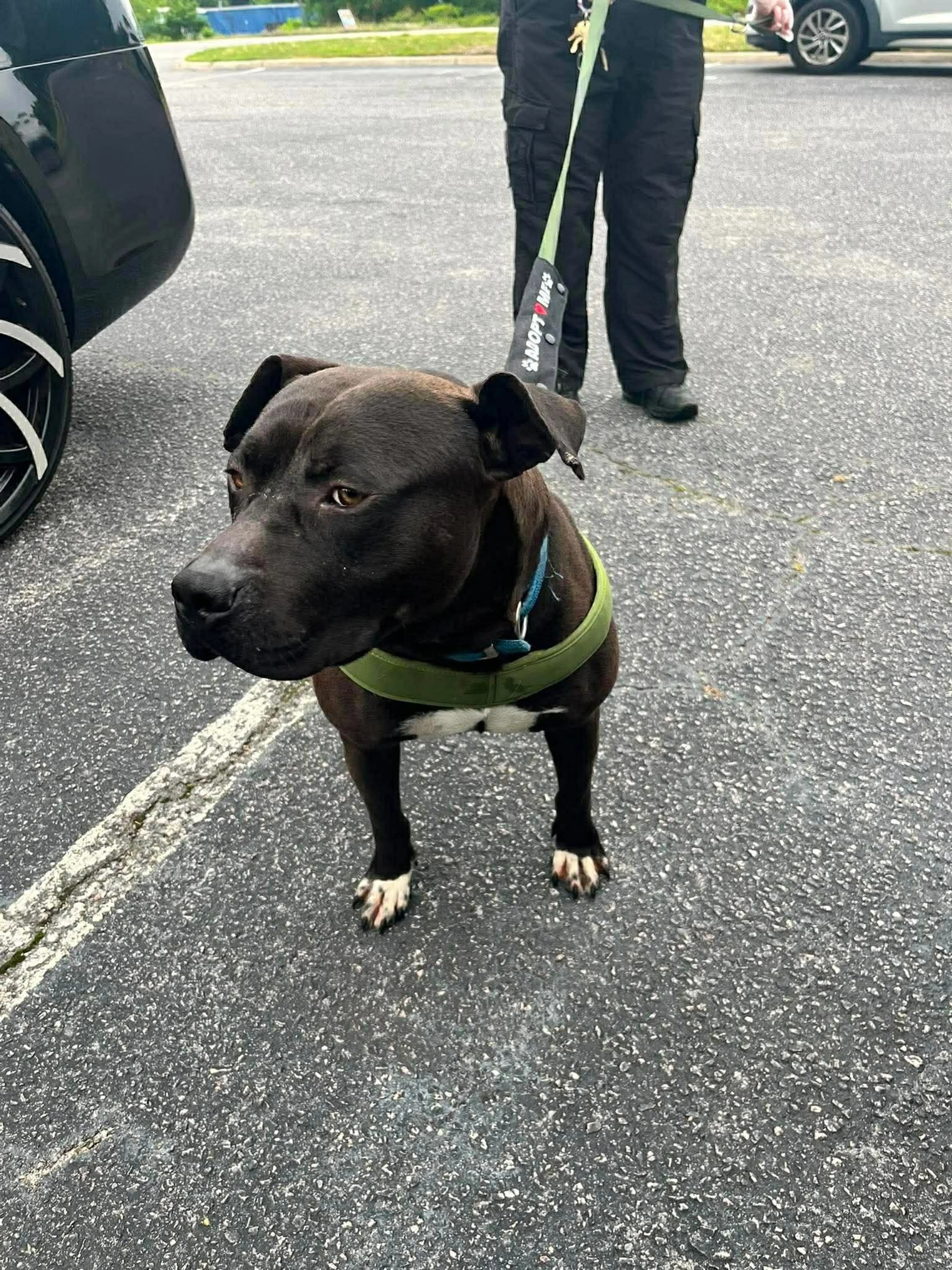 Found pet-5