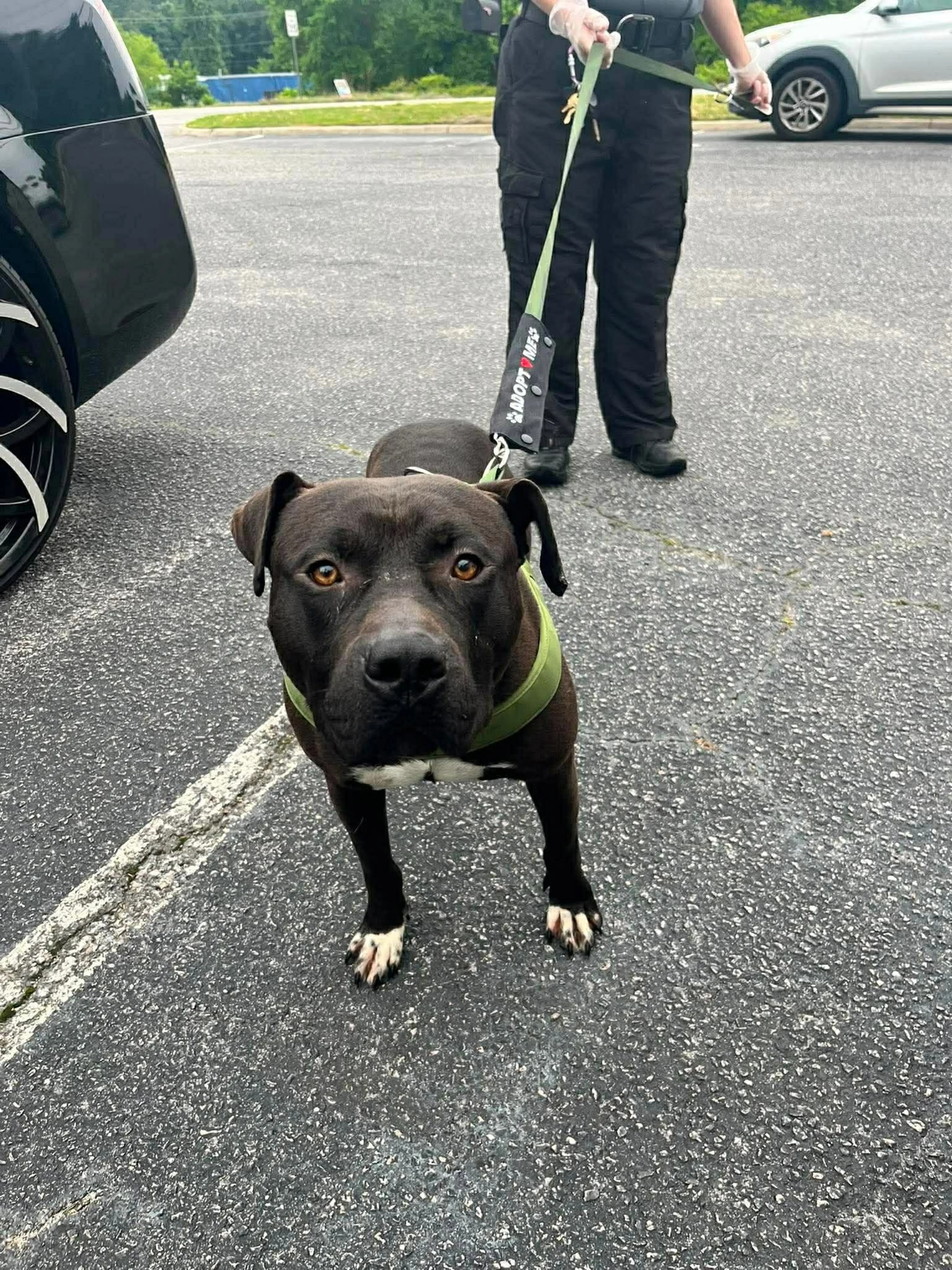 Found pet-4