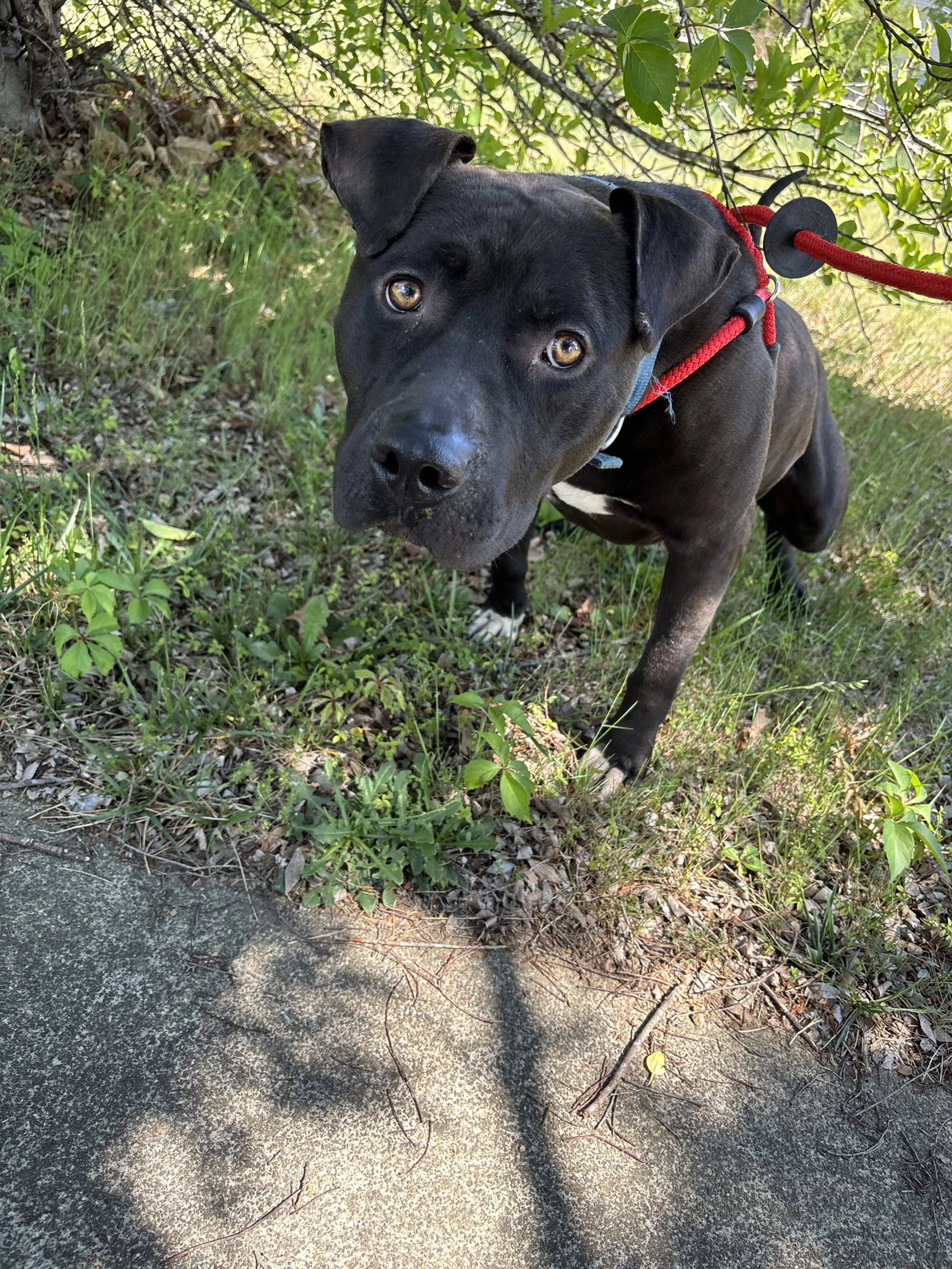 Found pet-1