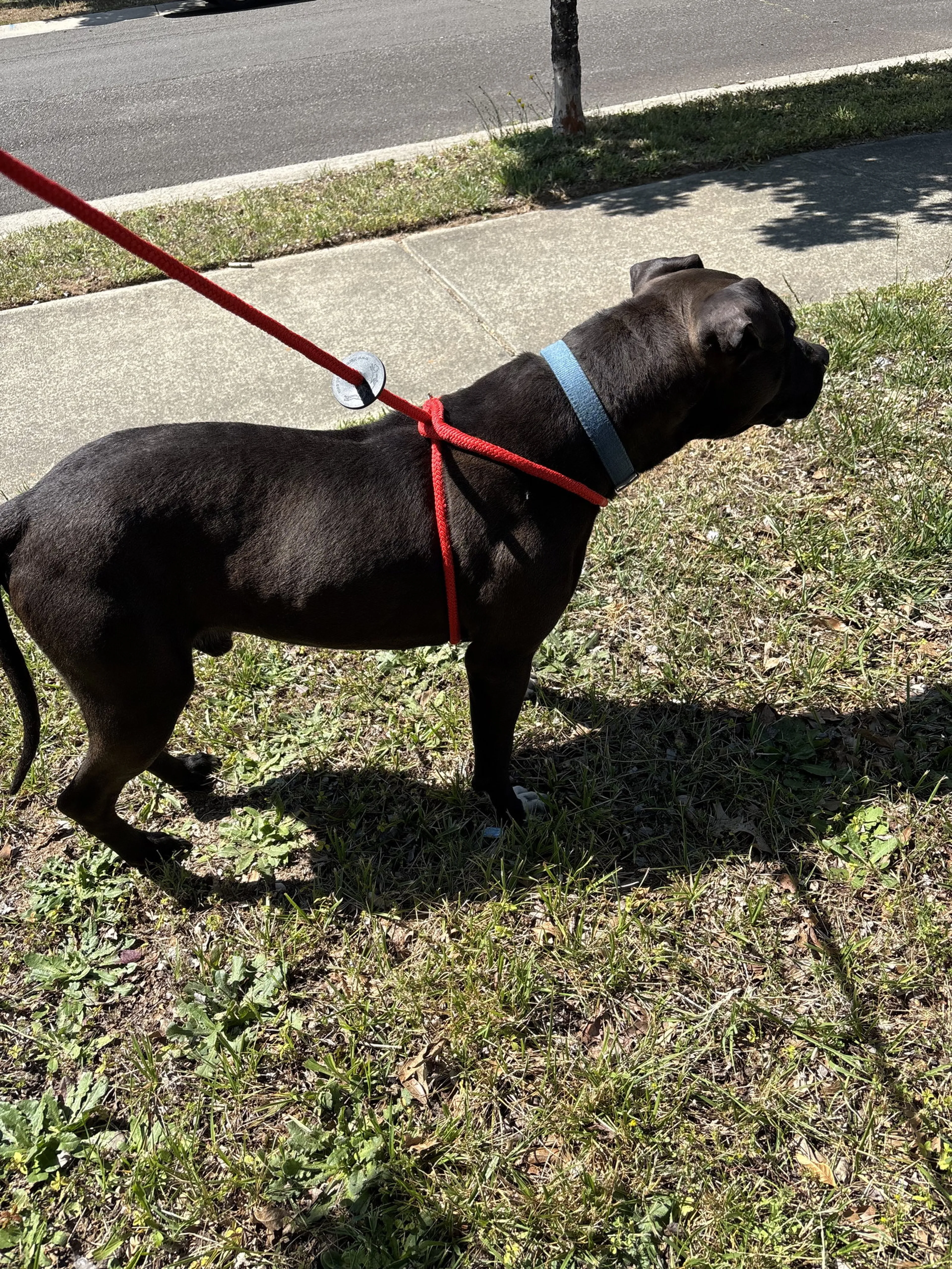 Found pet-2