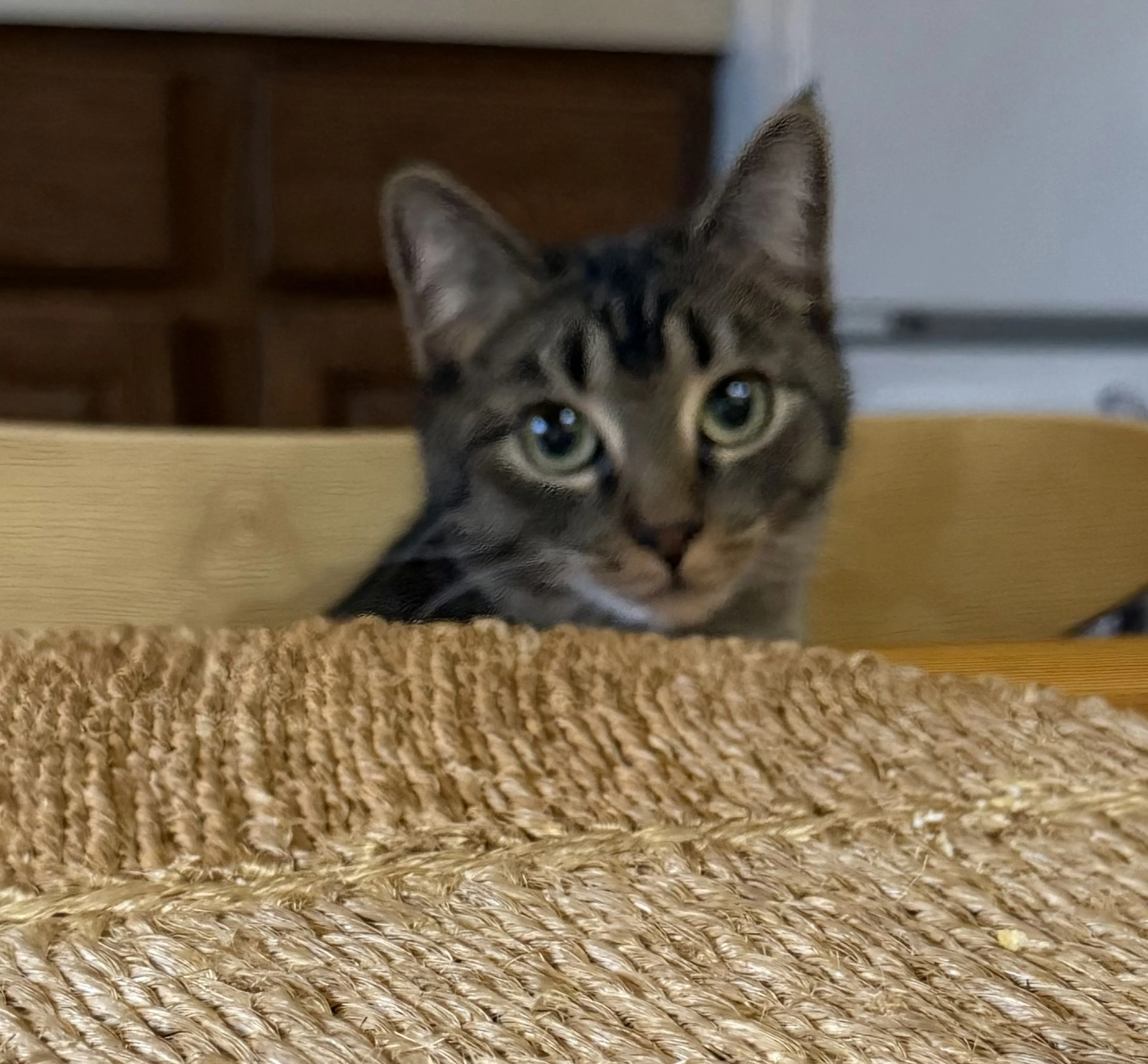 Lost pet
