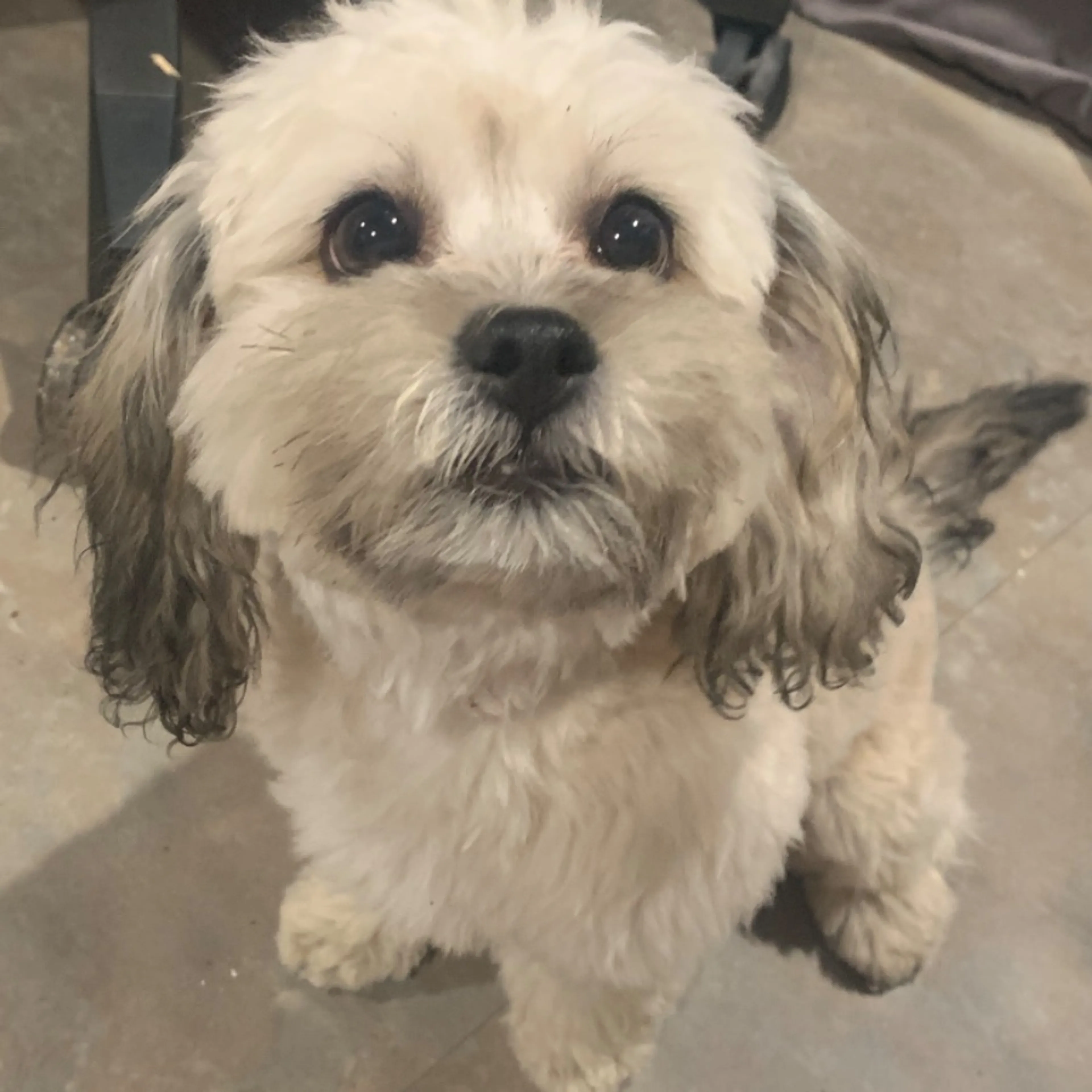 Lost pet