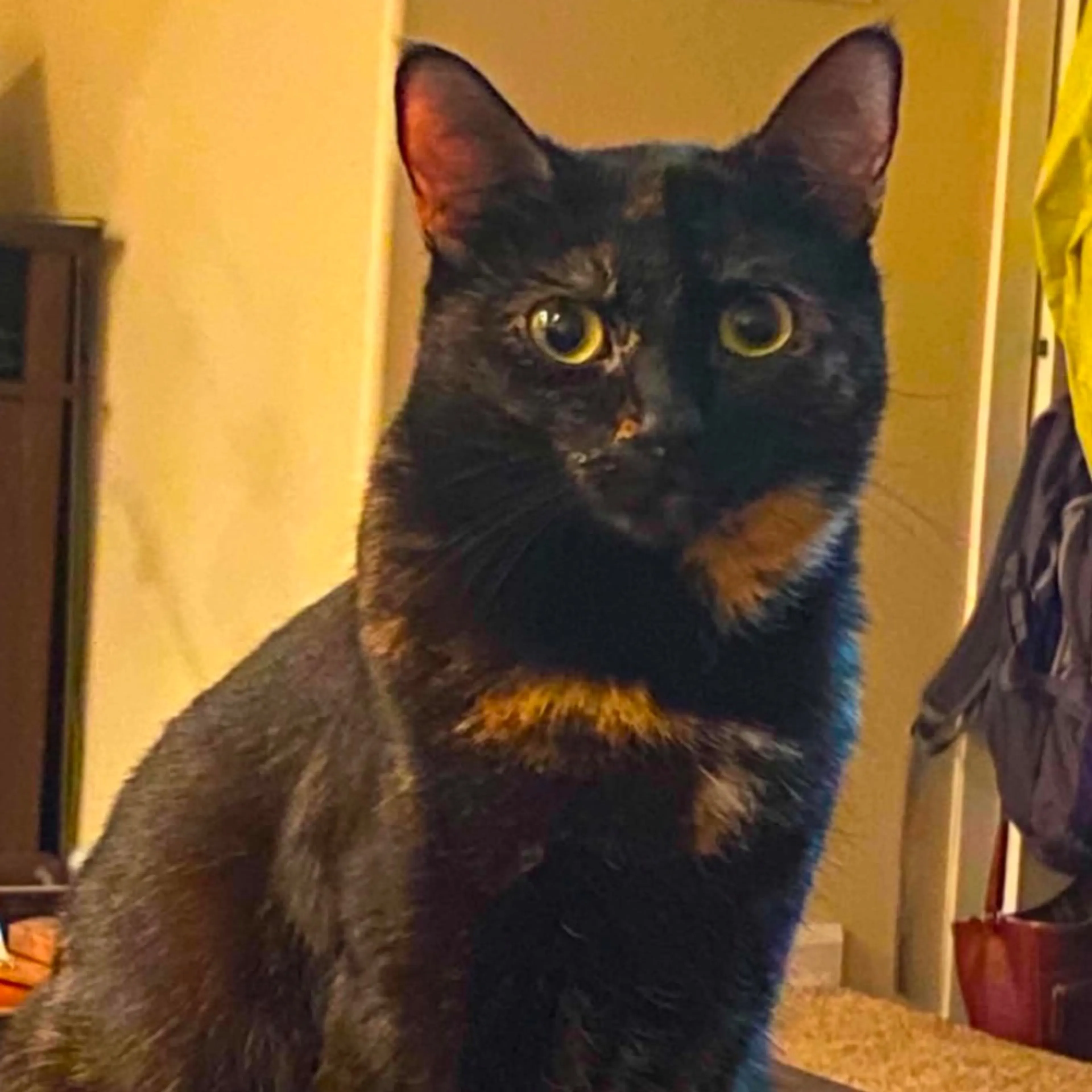 Lost pet