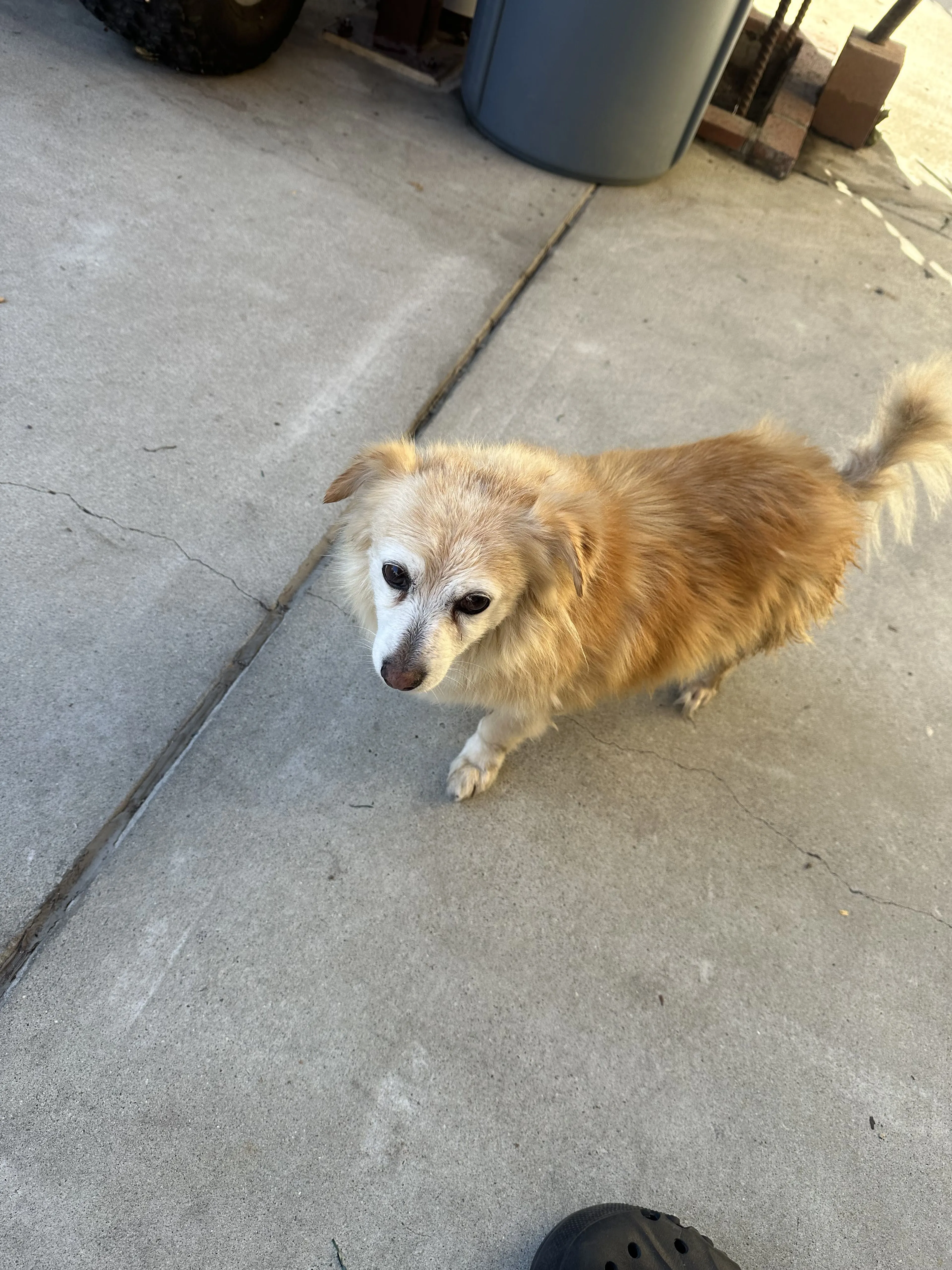 Lost pet-3