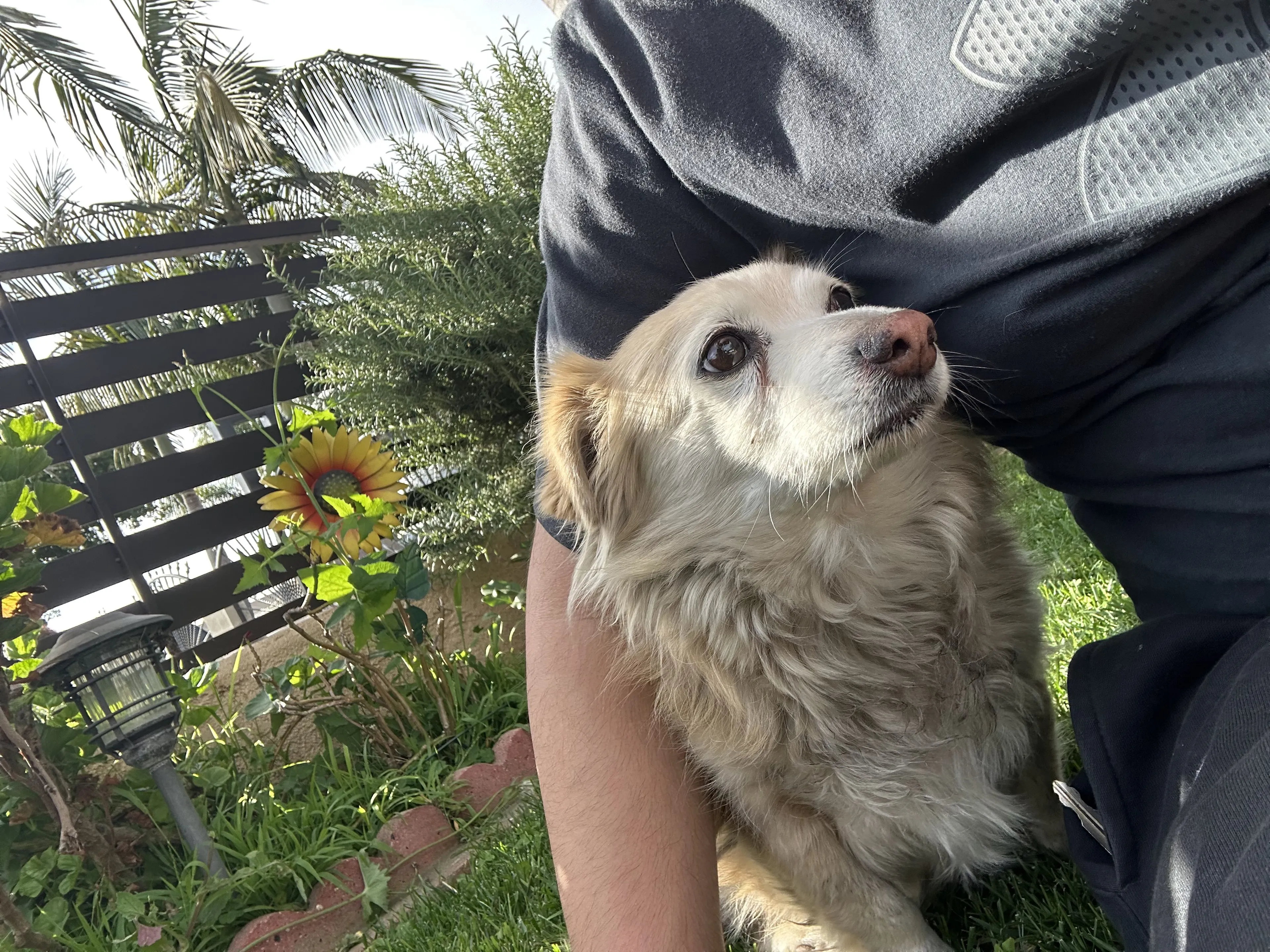 Lost pet-1