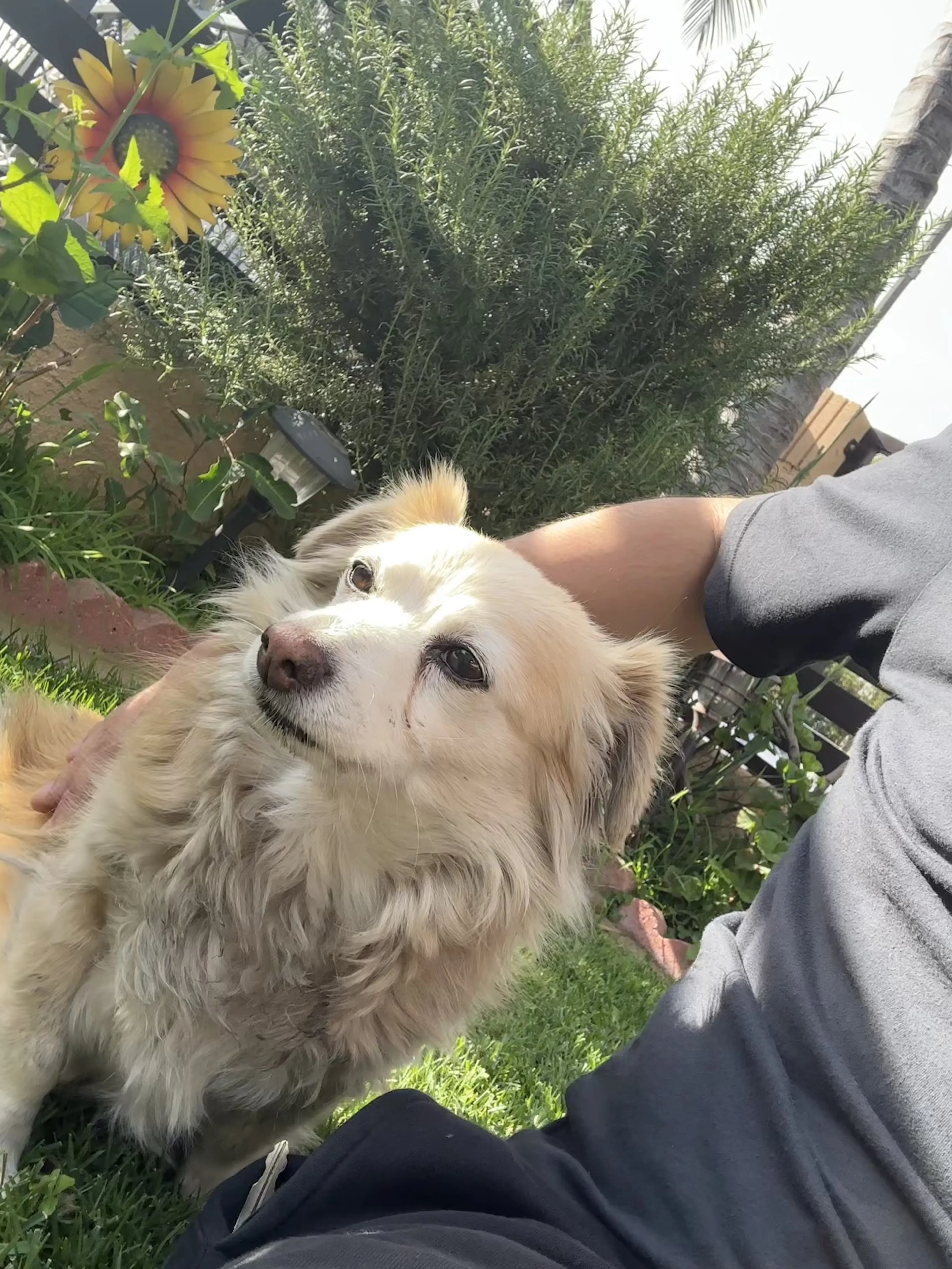 Lost pet-2