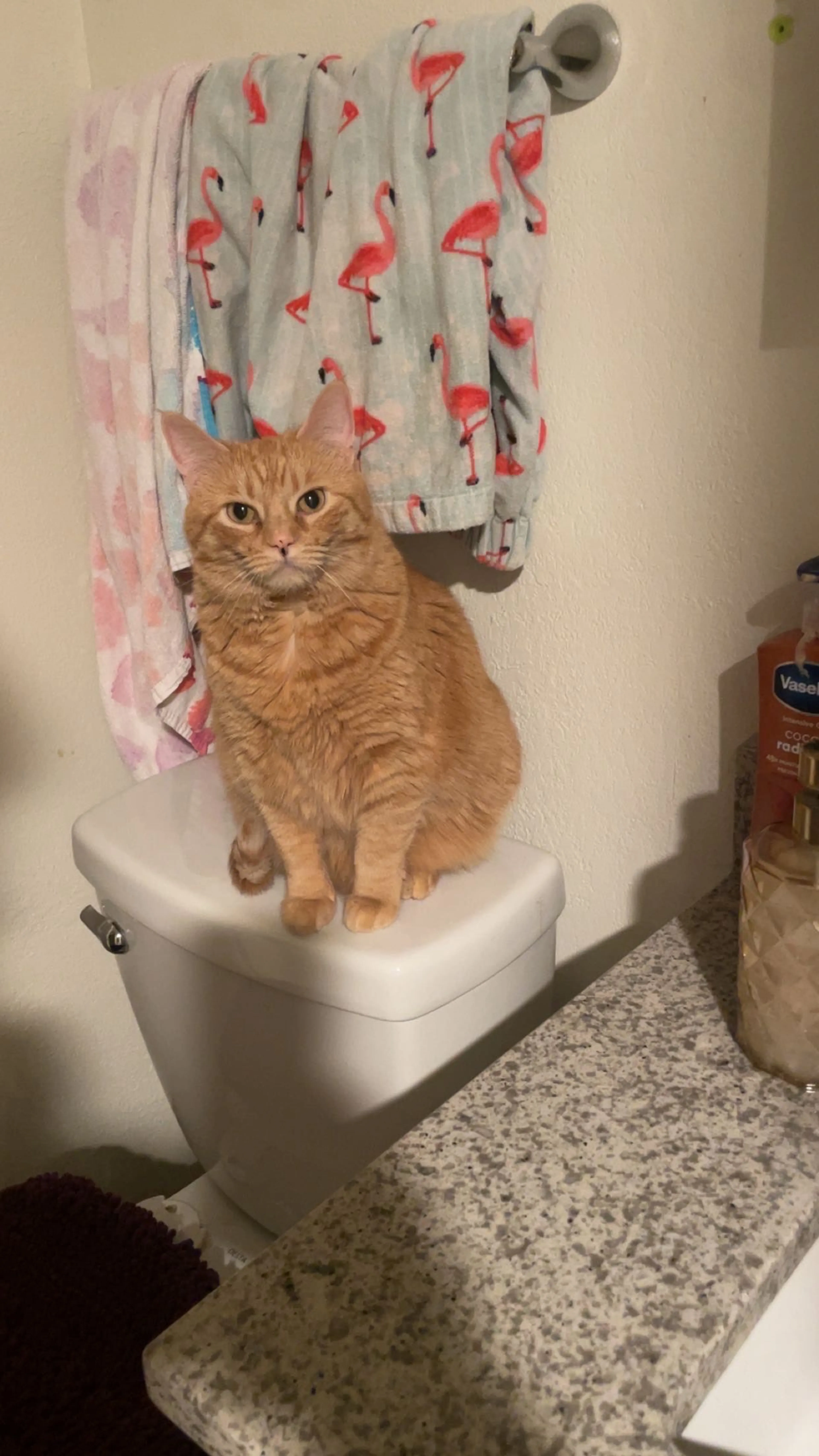 Lost pet-1