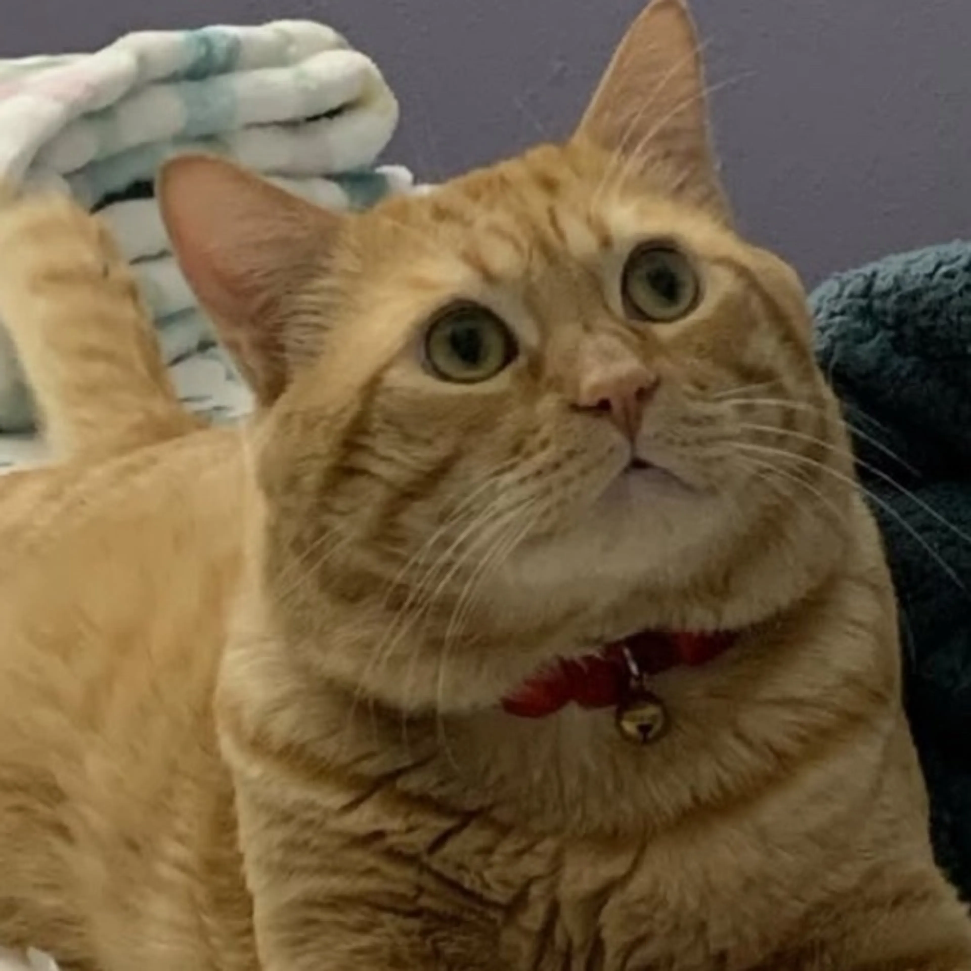 Lost pet-0