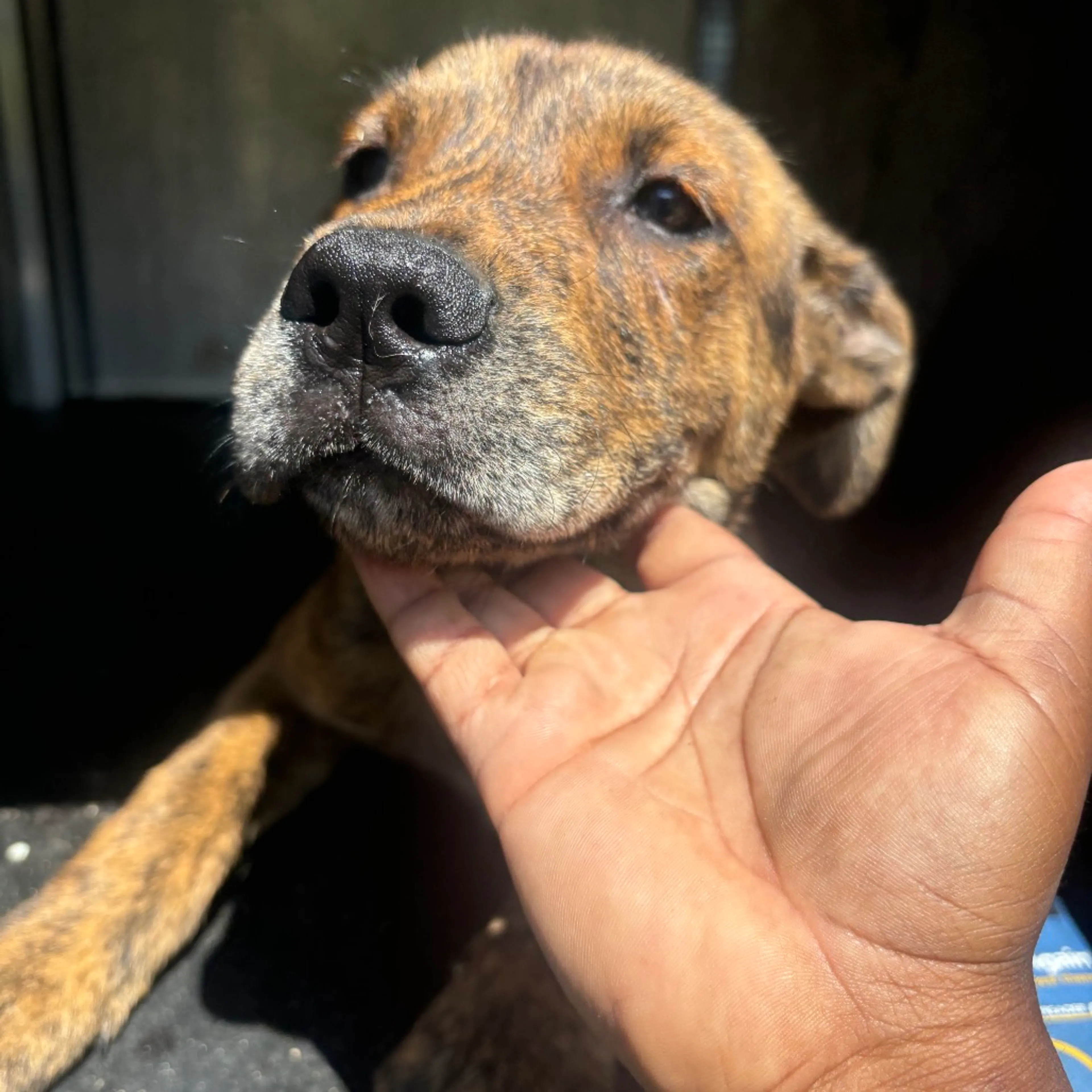 Found pet
