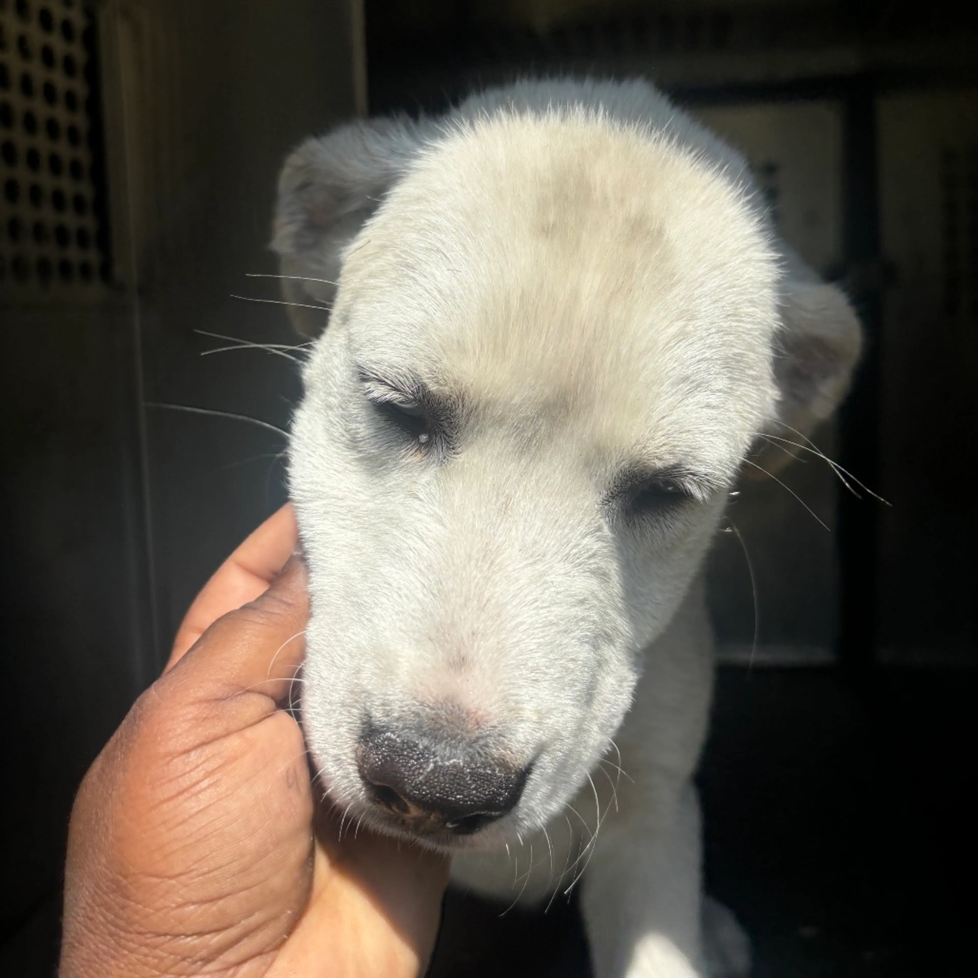 Found pet