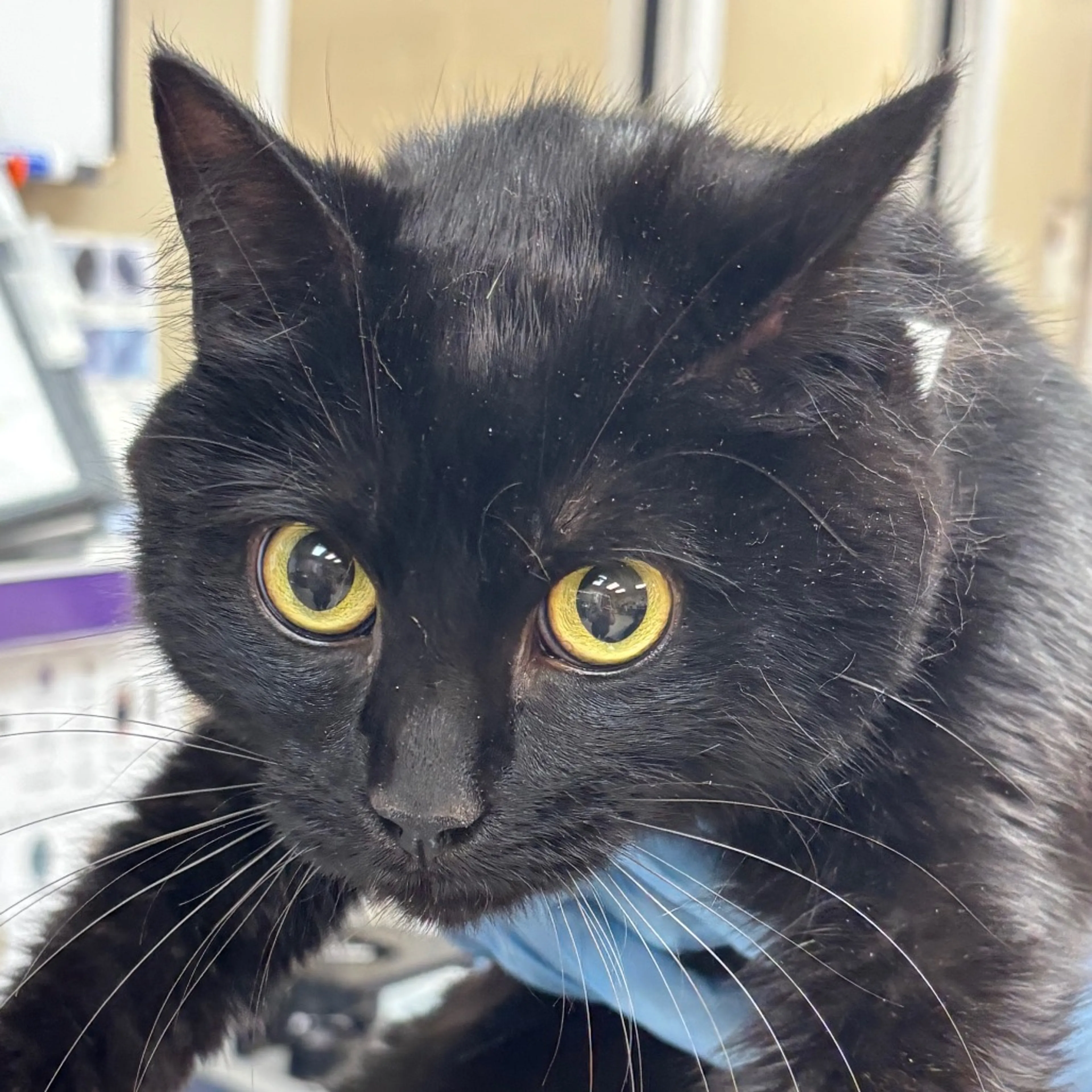 Found pet