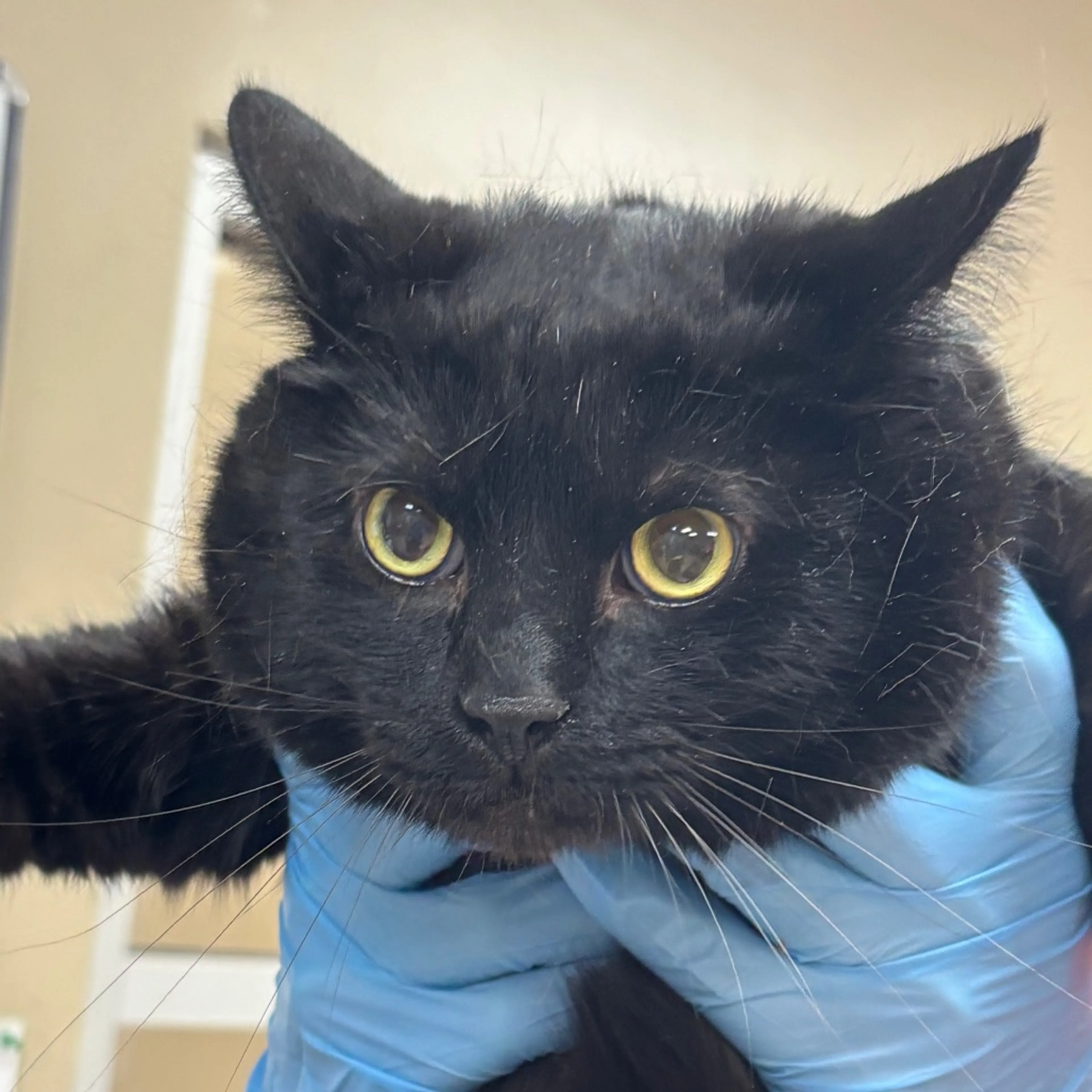 Found pet