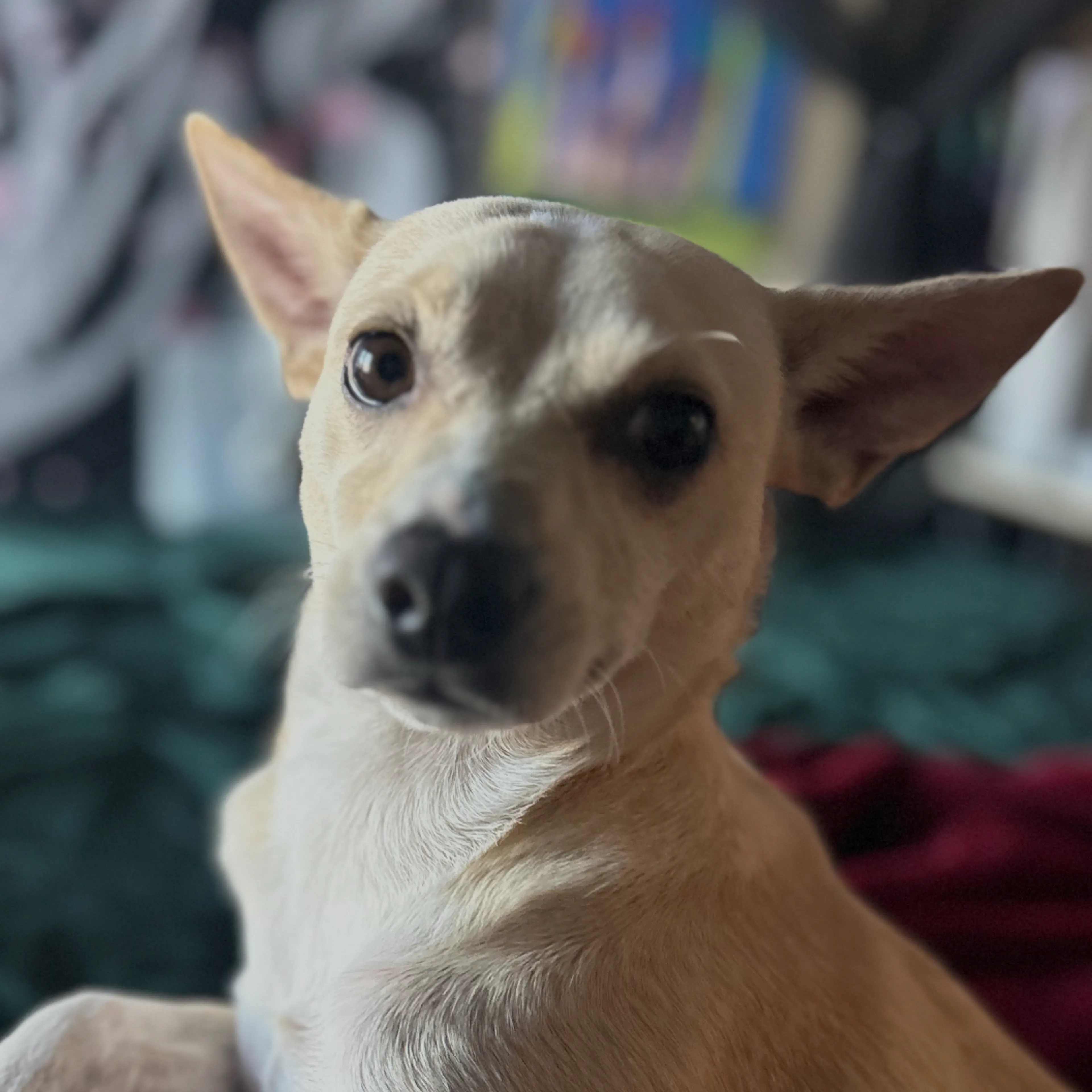 Lost pet-1