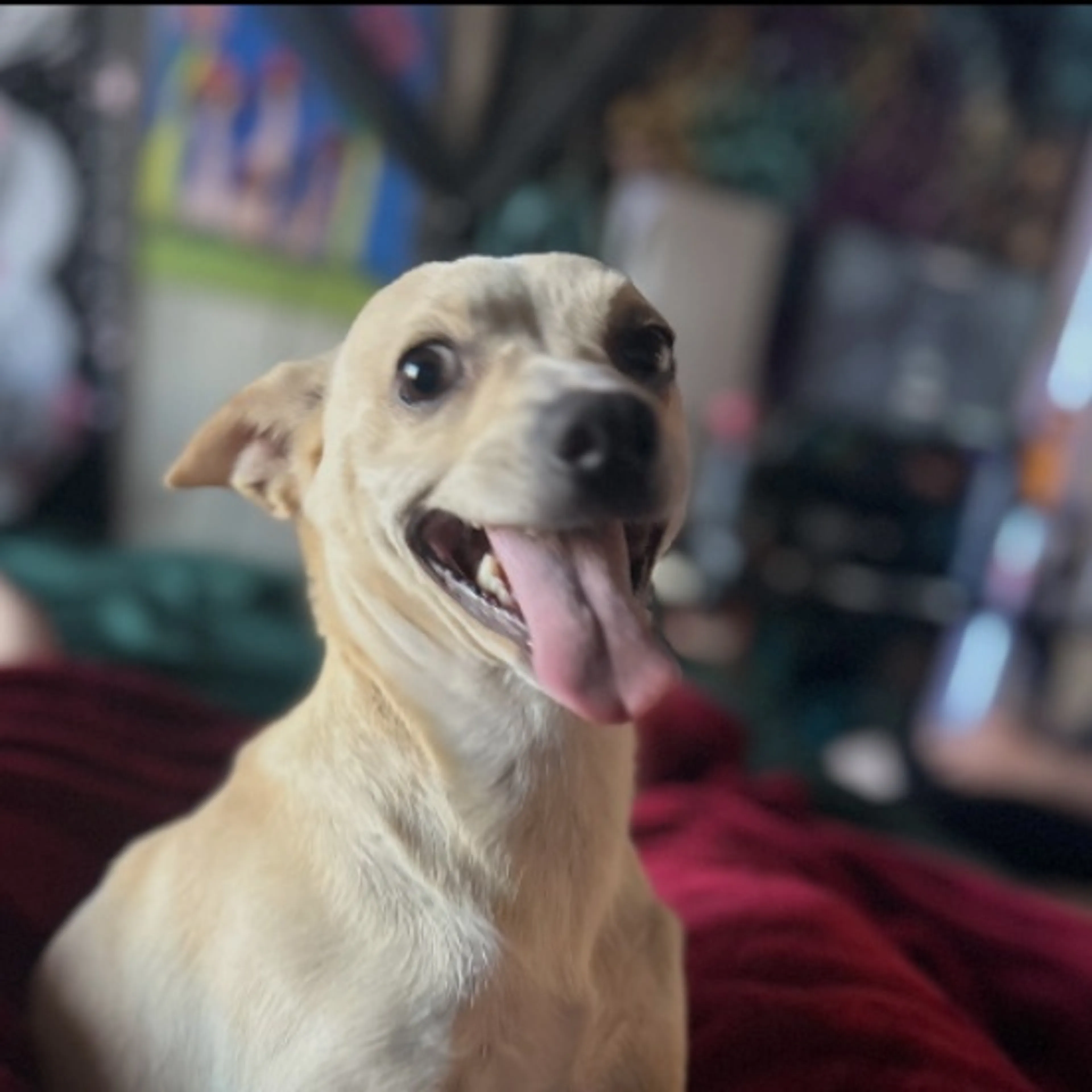 Lost pet-0