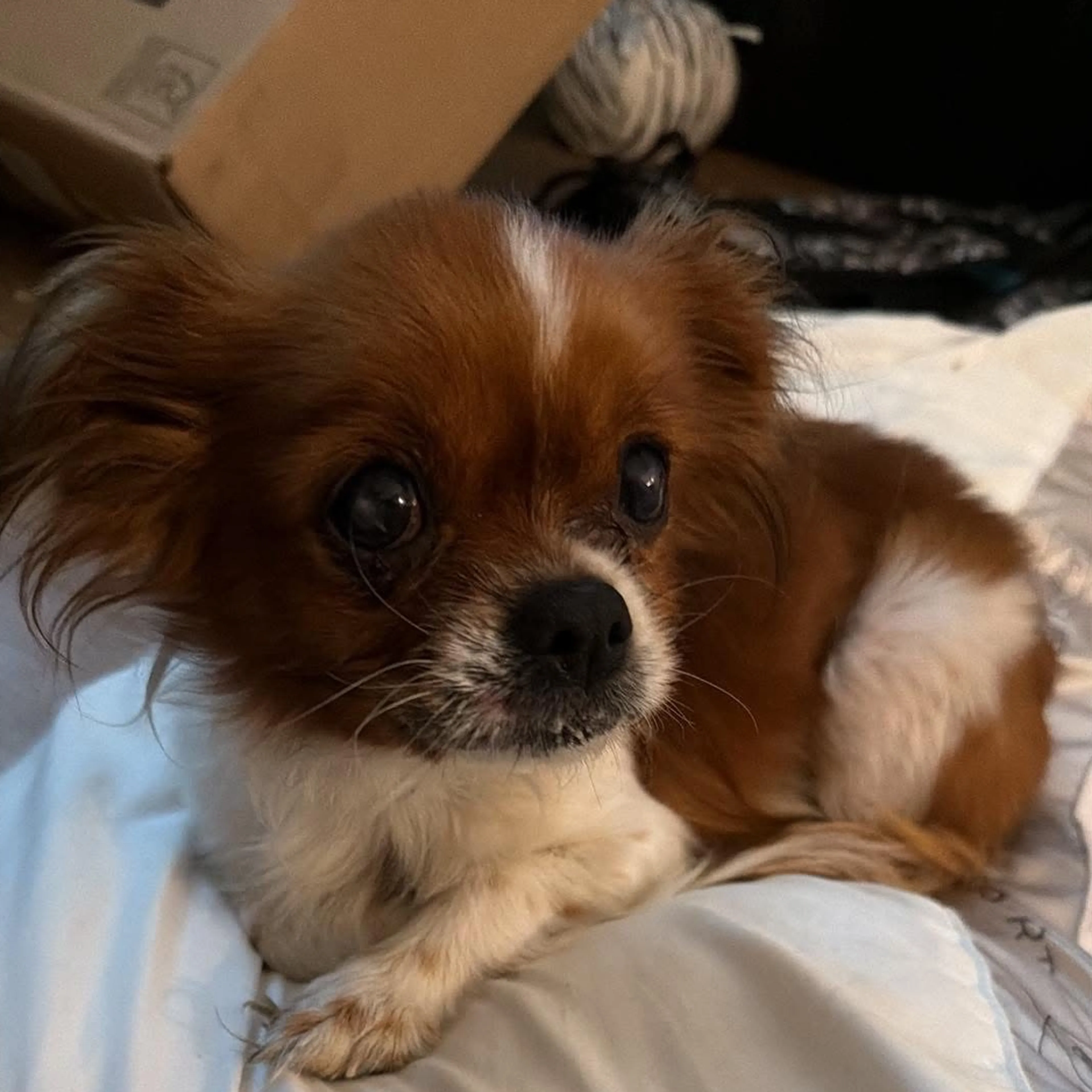 Found pet-1
