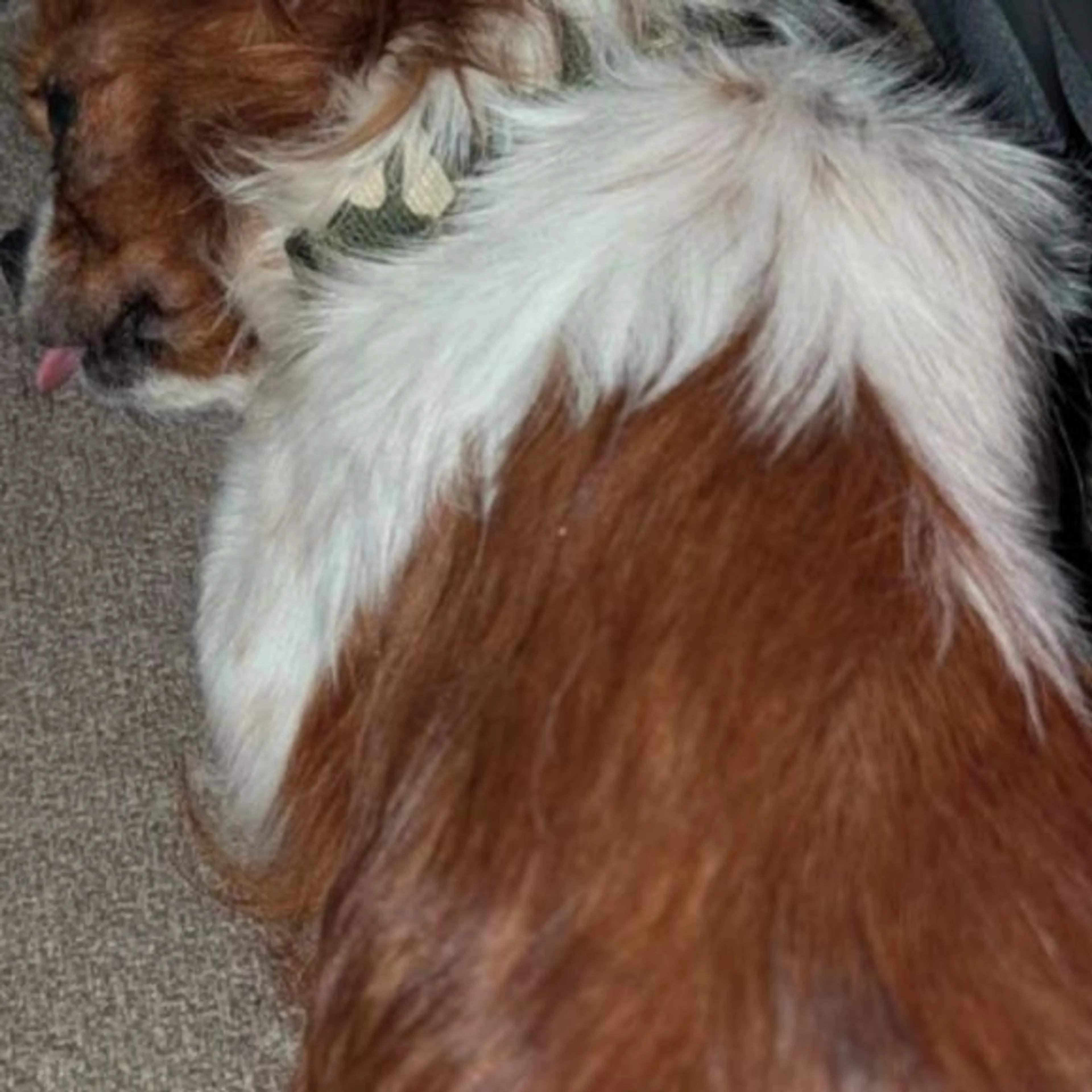 Found pet-0