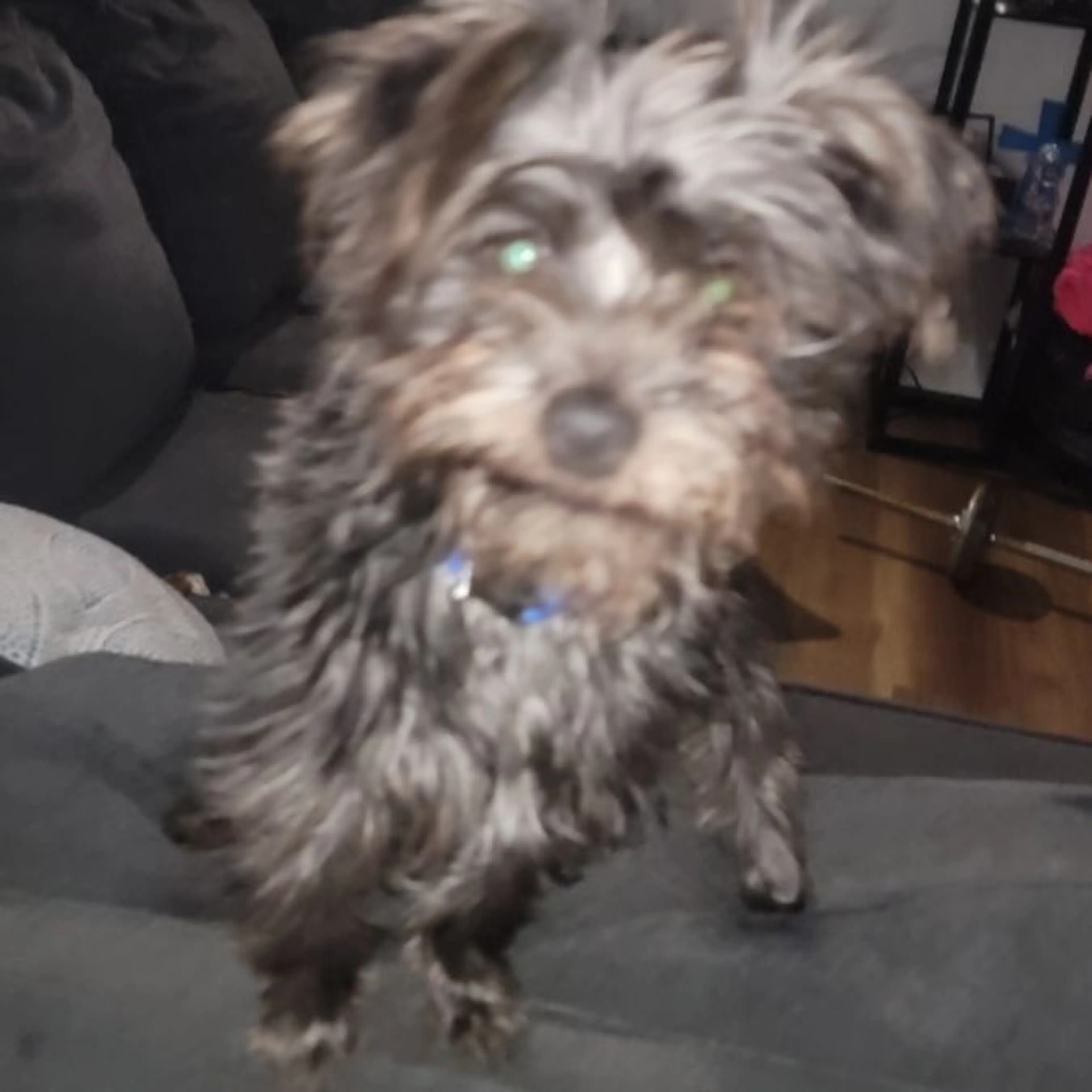 Lost pet