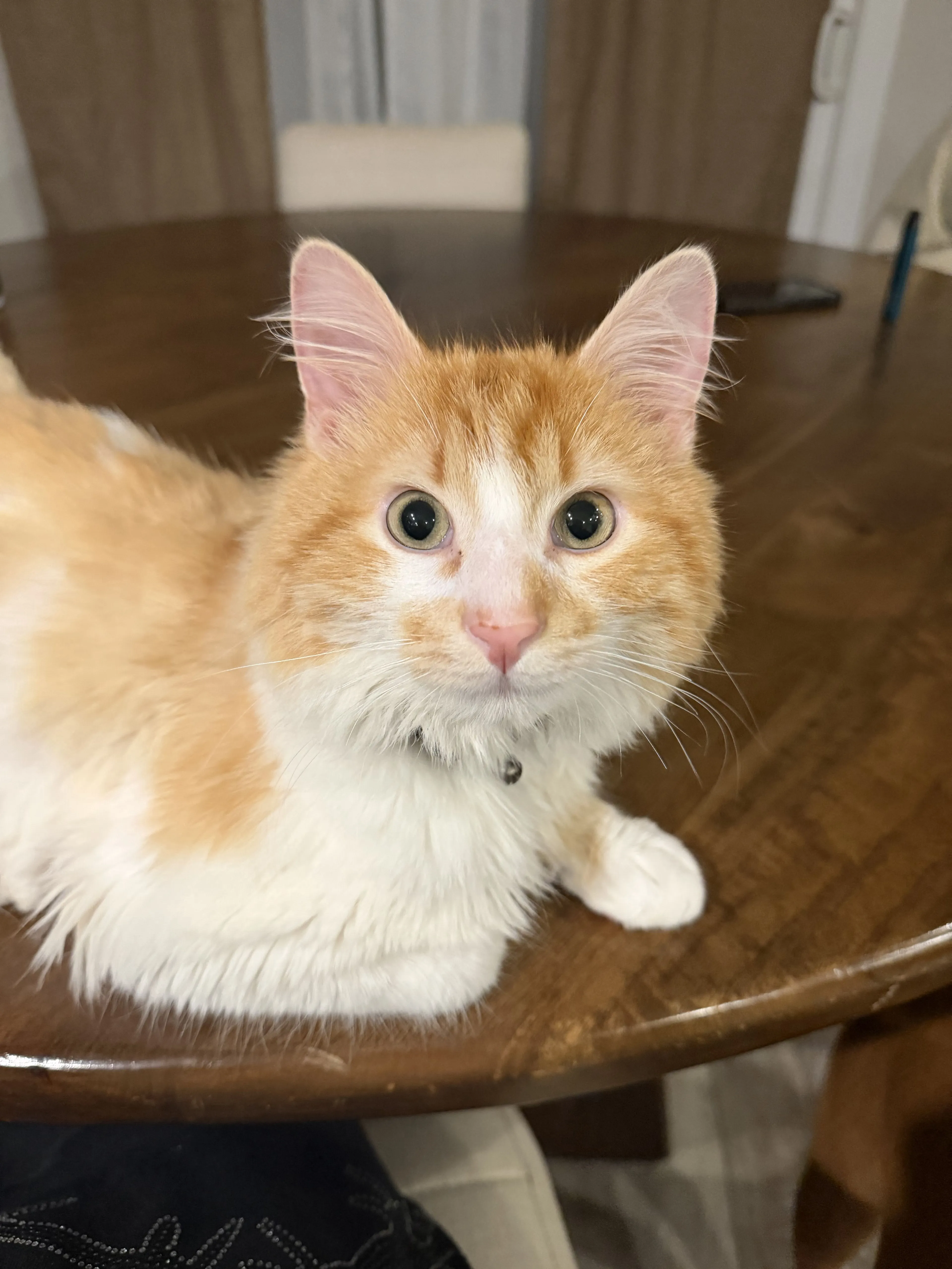 Lost pet-2