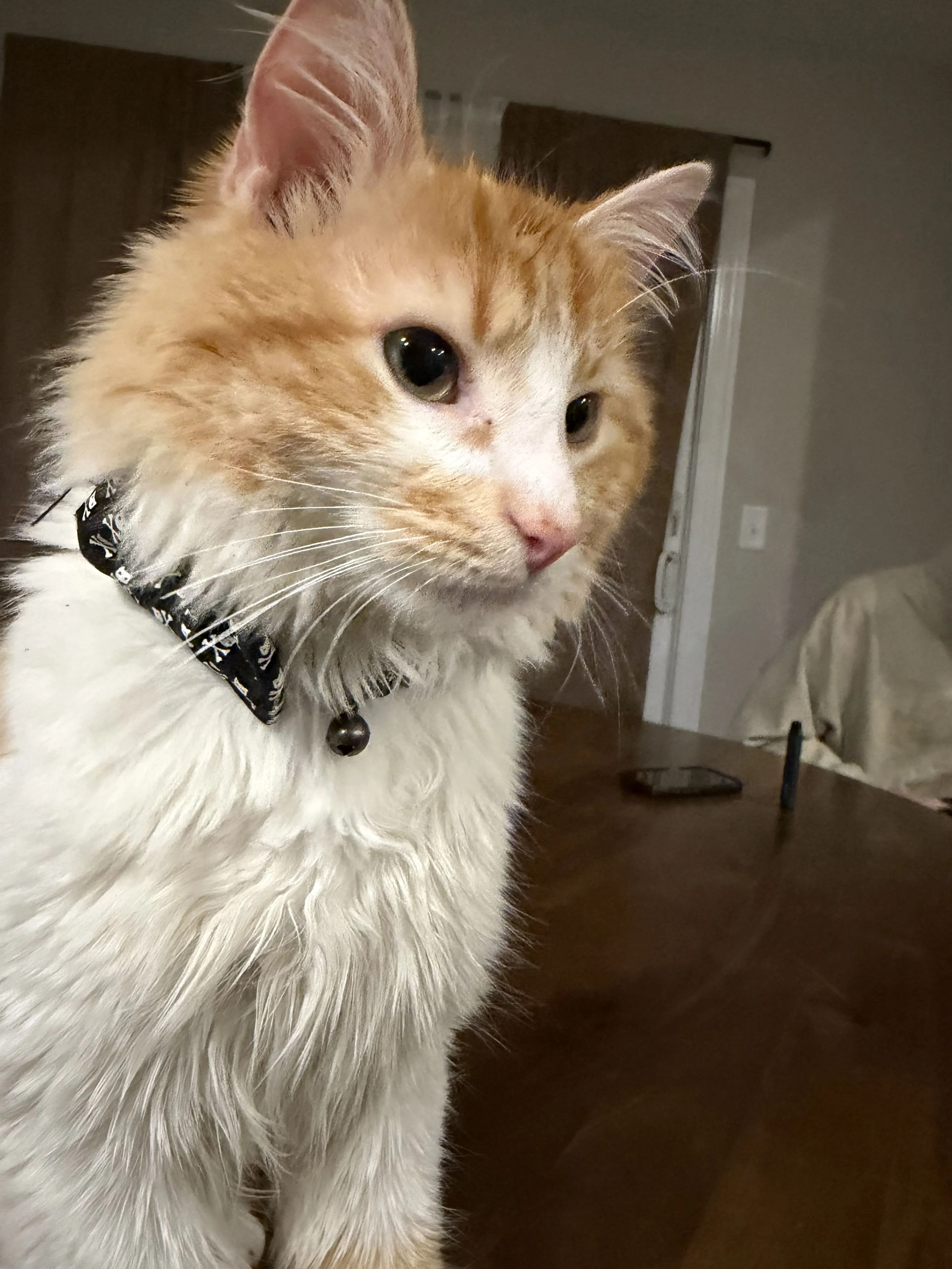 Lost pet-3
