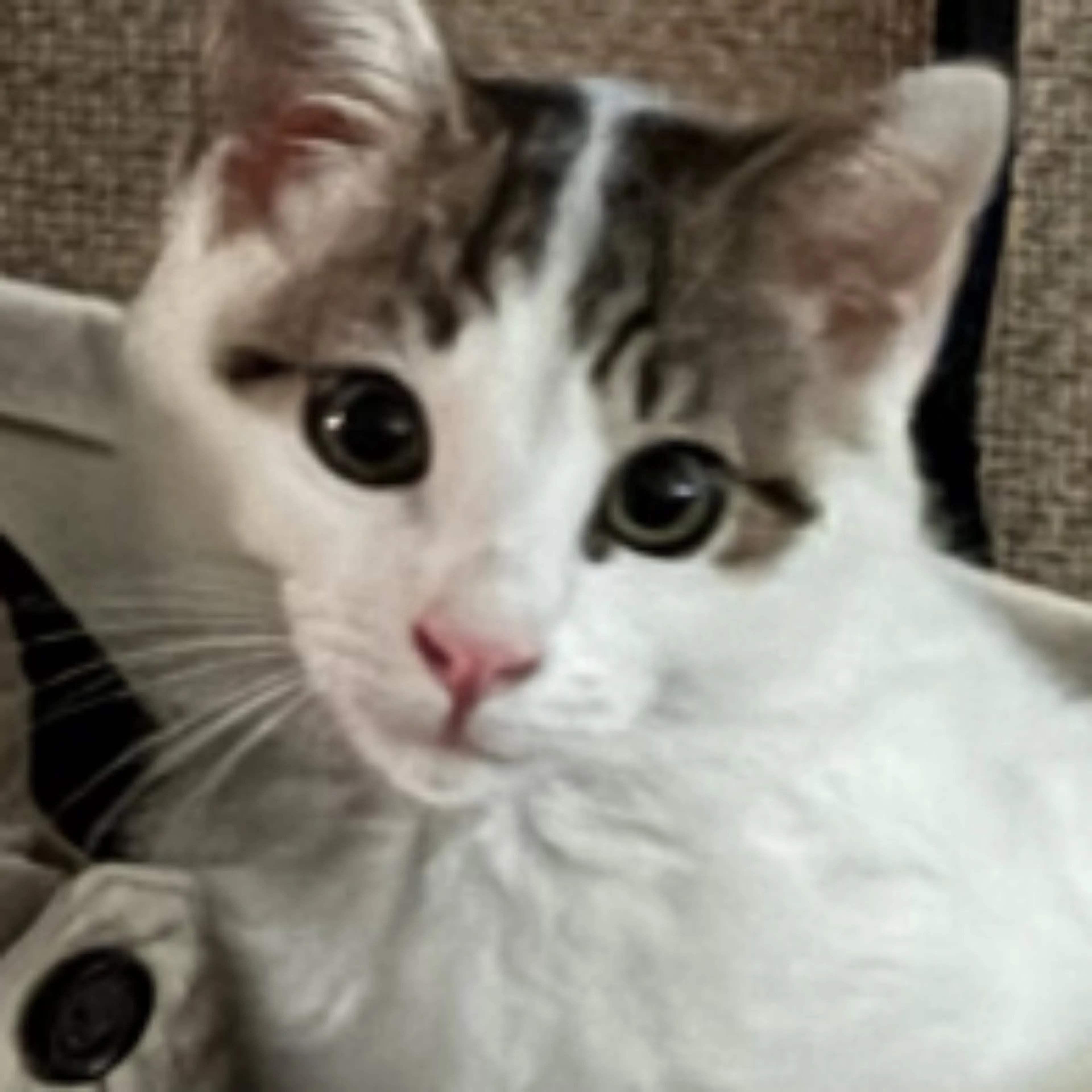 Lost pet