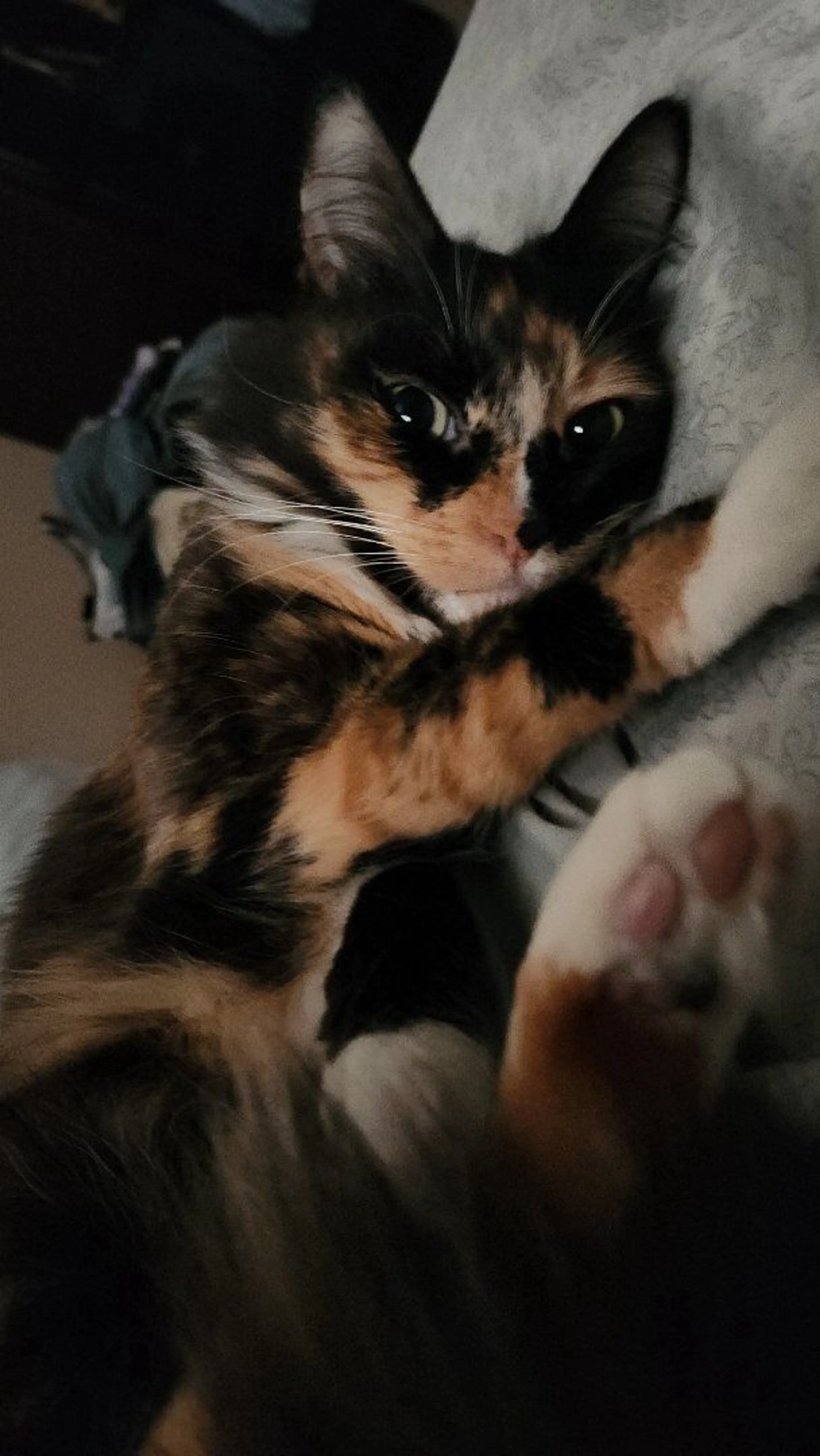 Lost pet-2