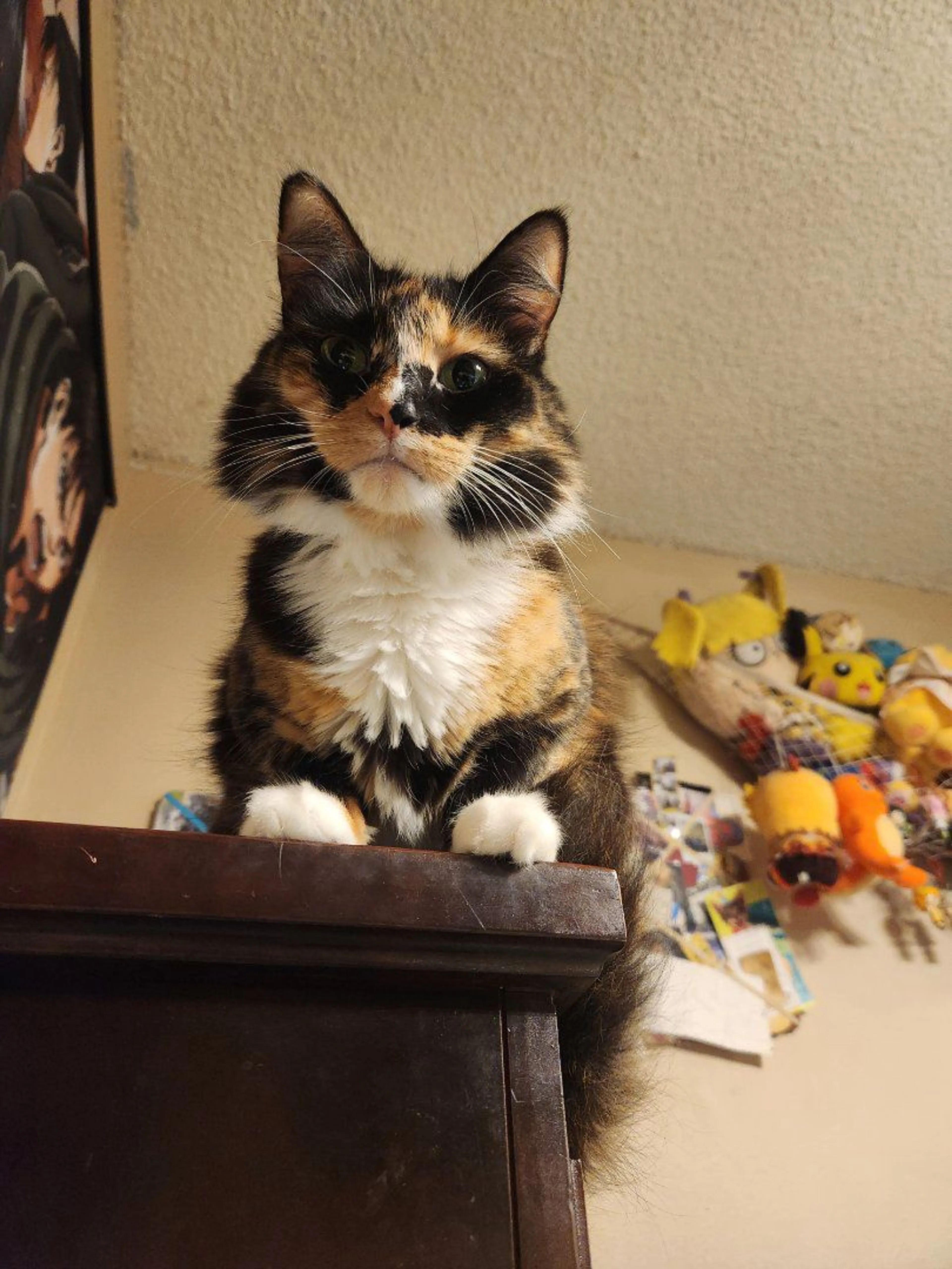 Lost pet-1