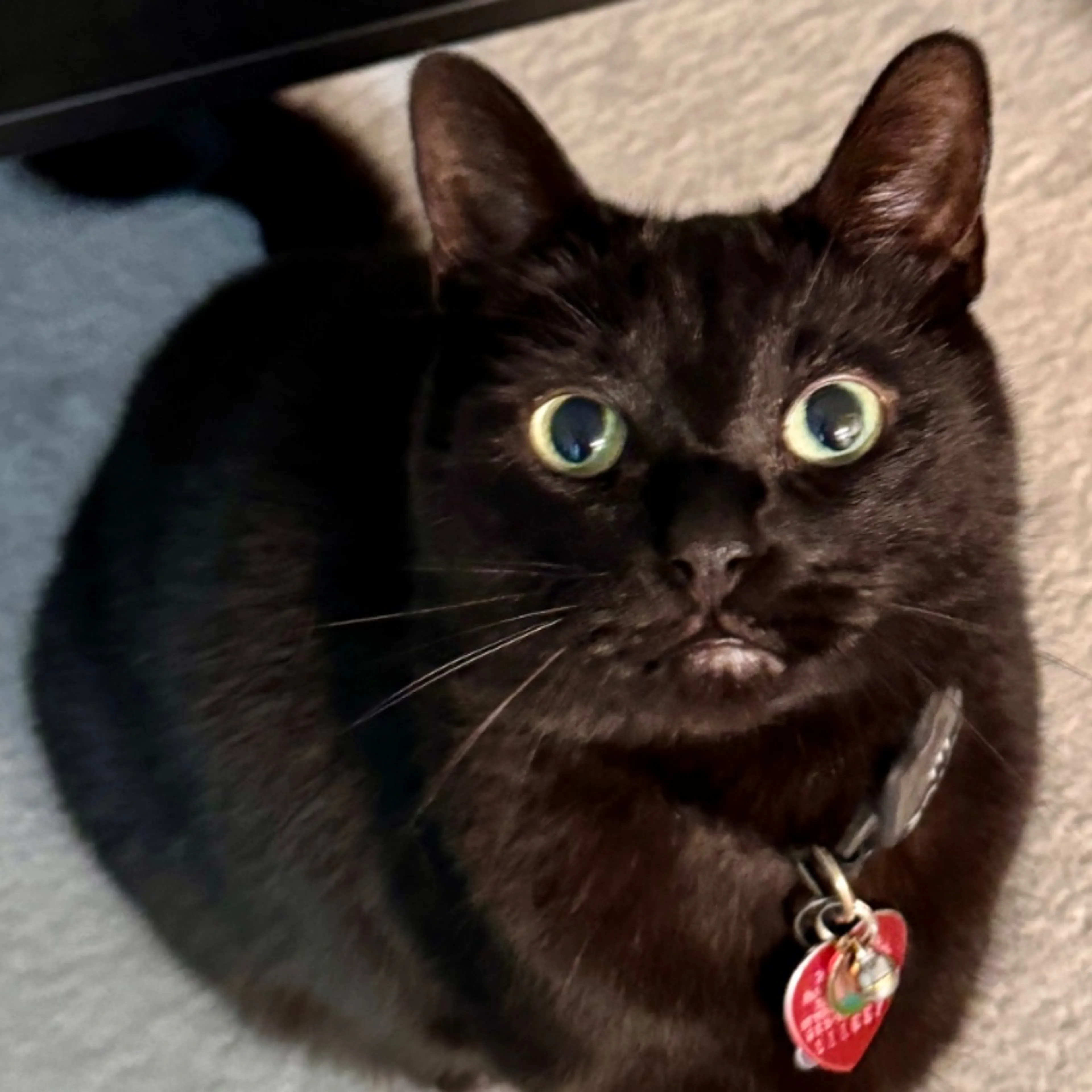 Lost pet-0