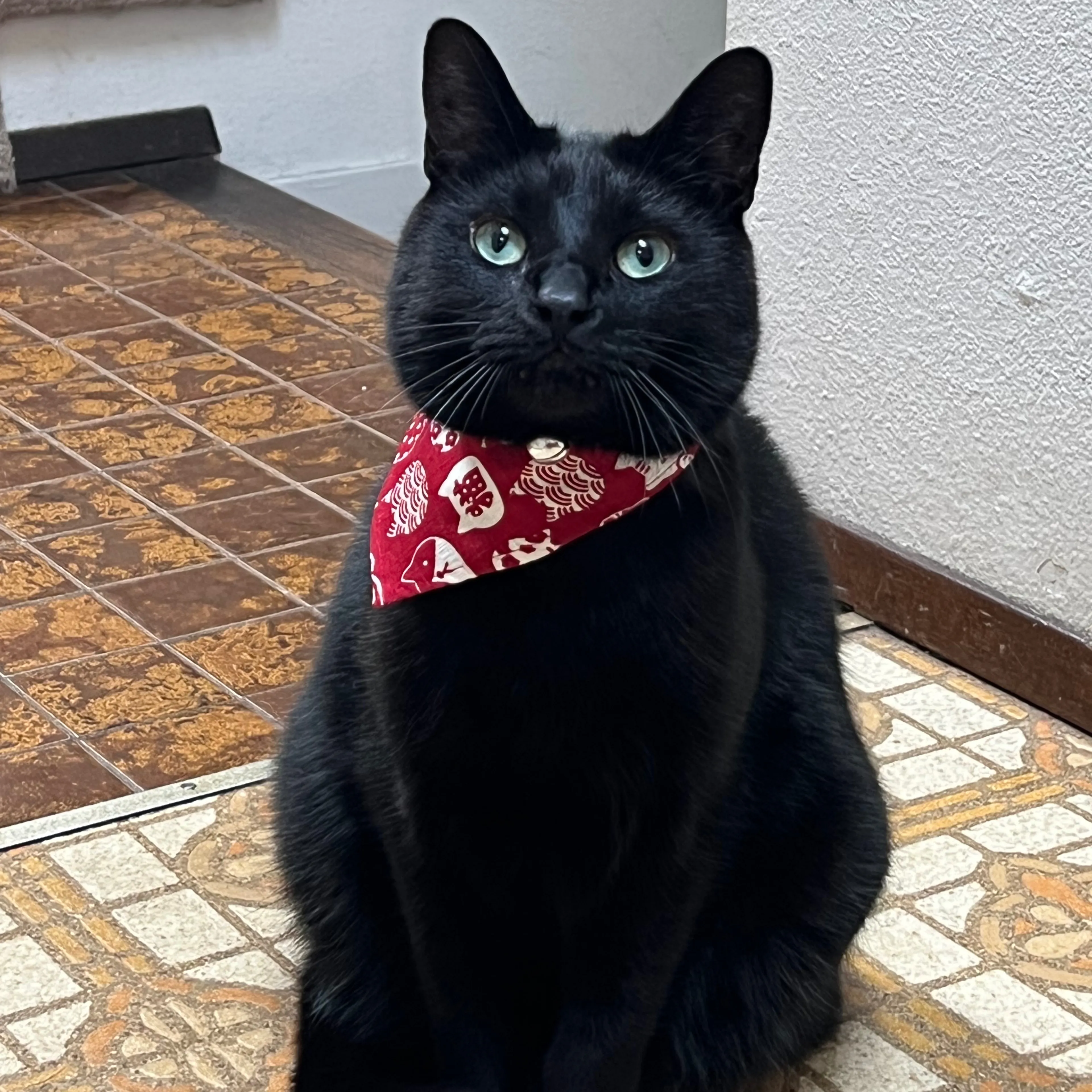 Lost pet-2