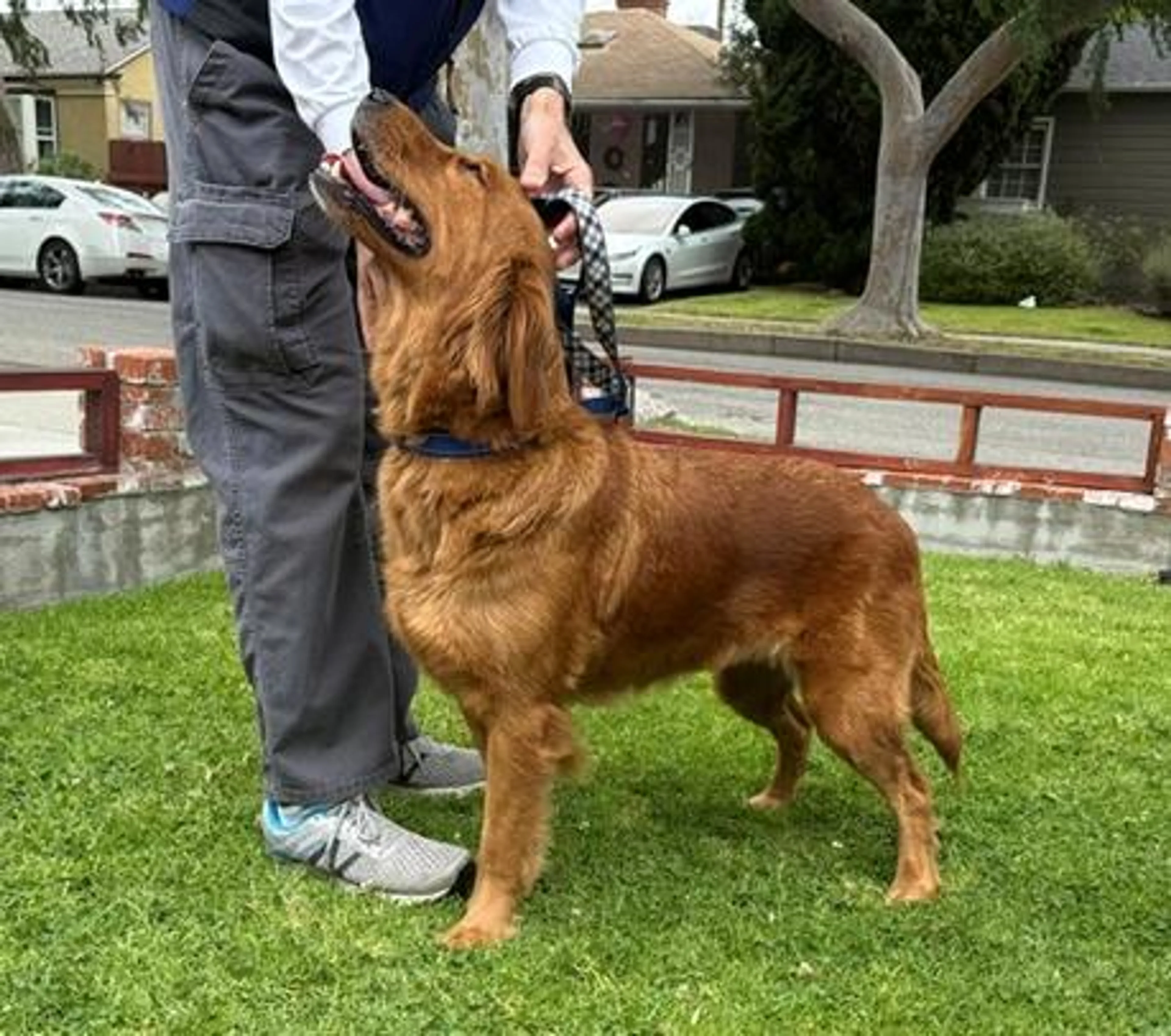 Found pet-3