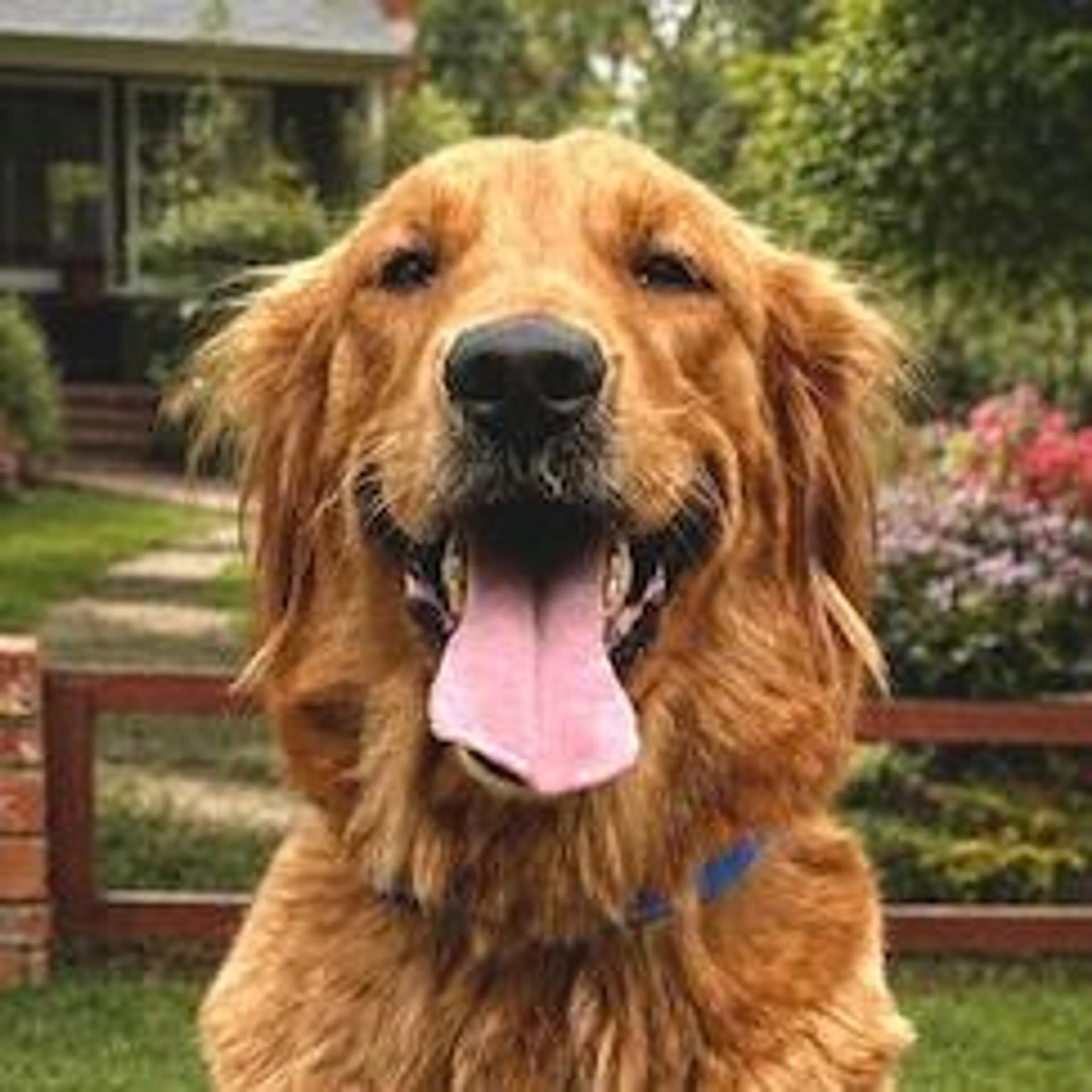 Found pet-4