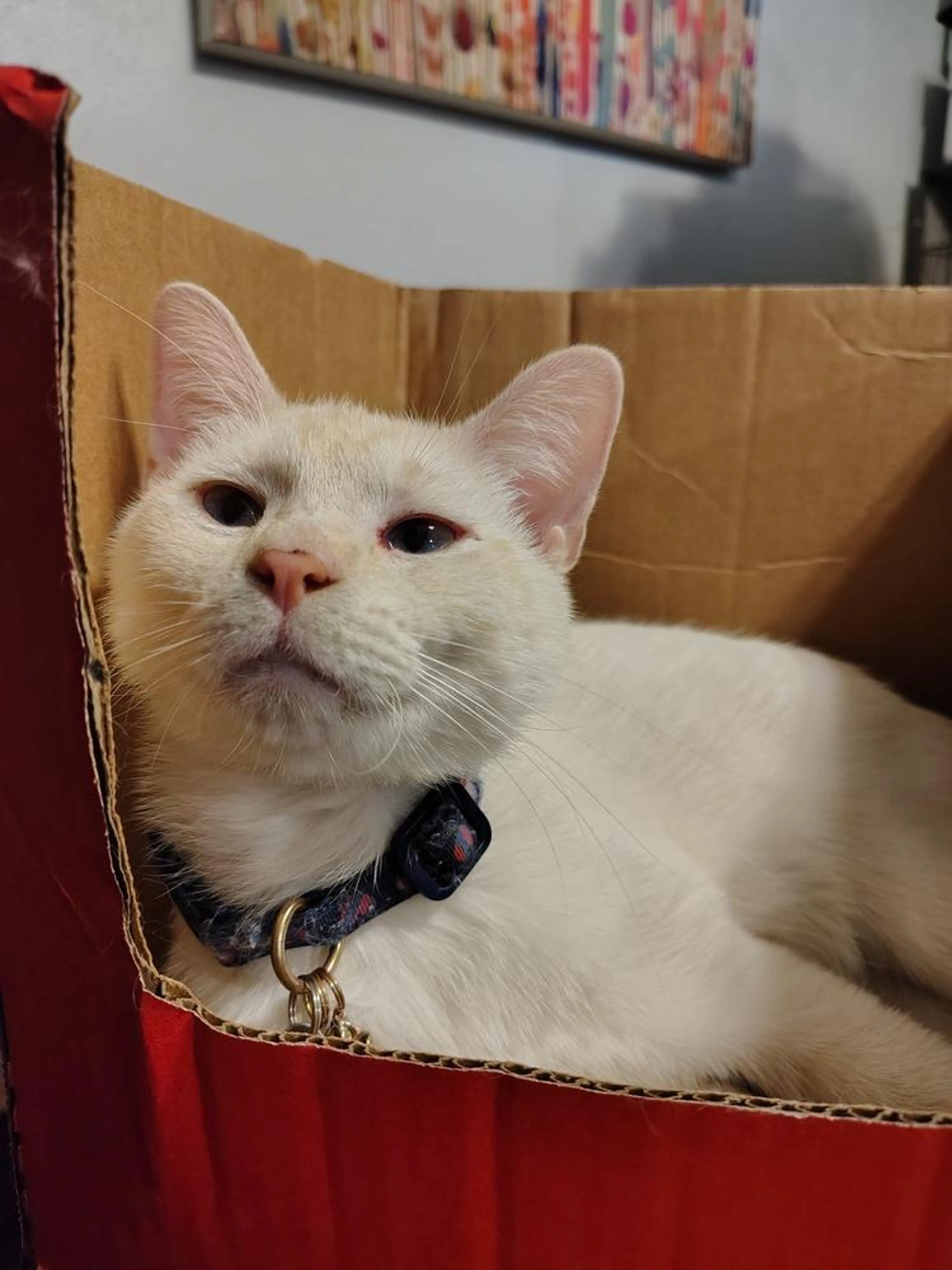 Found pet-1