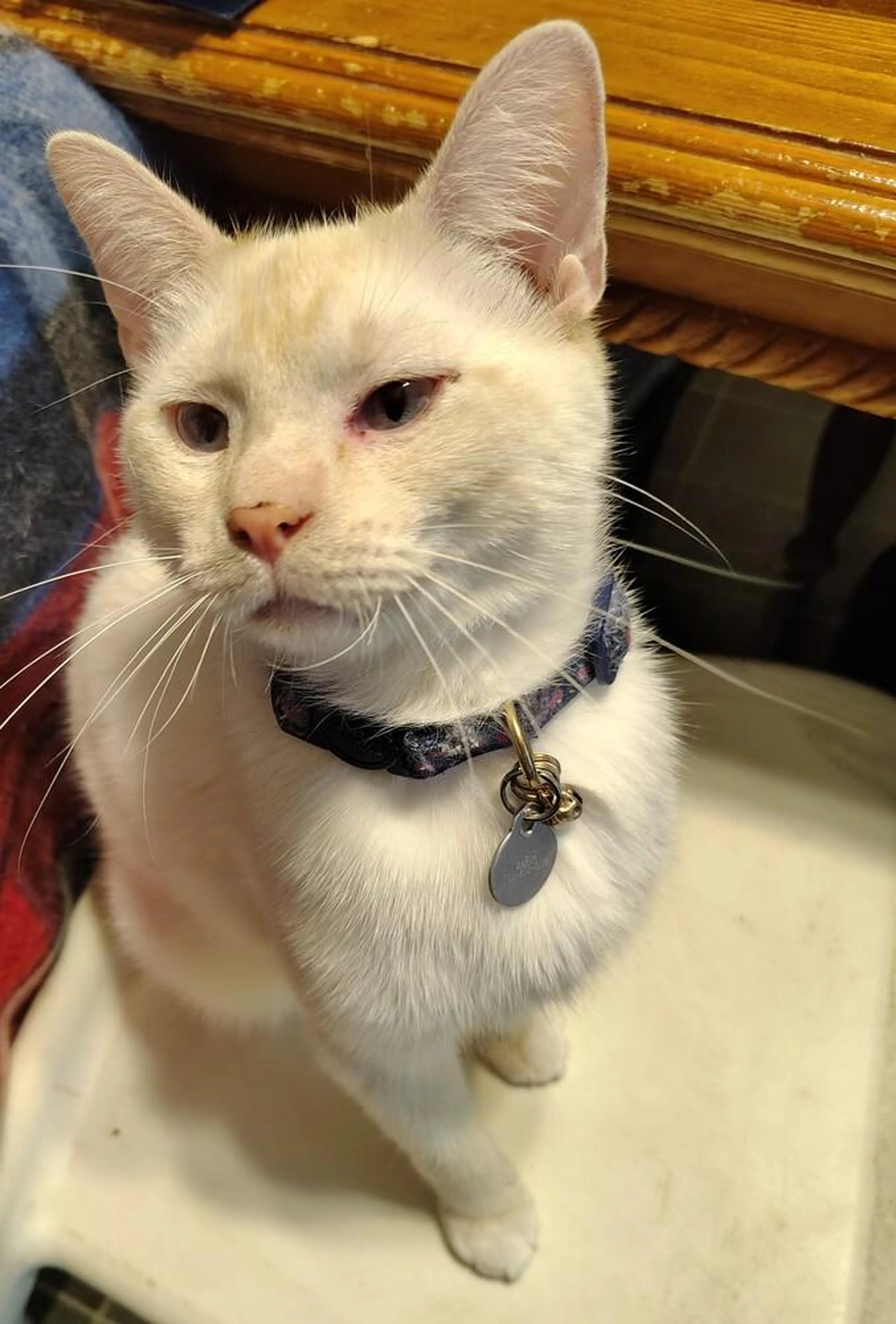 Found pet-2