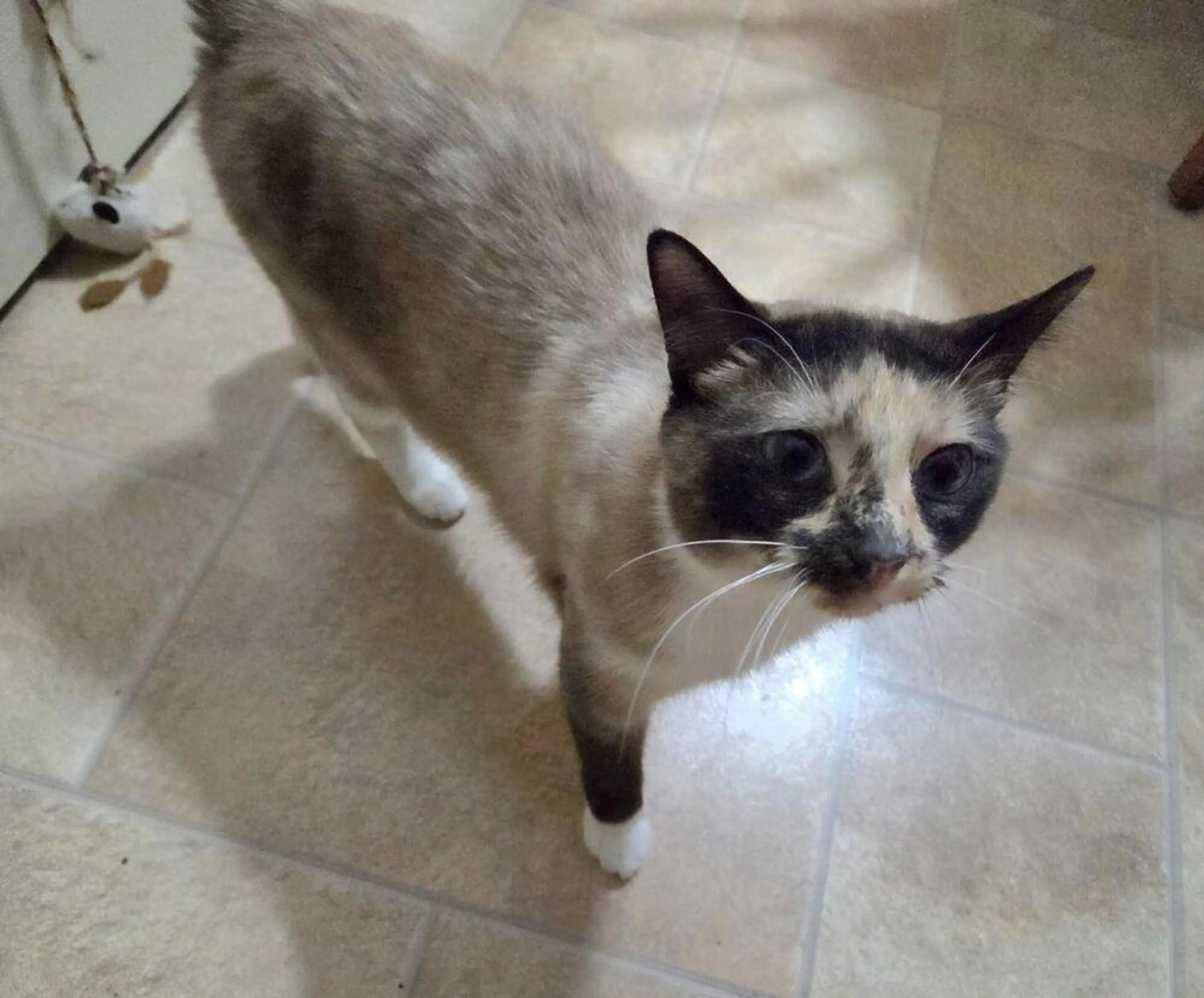 Found pet-2