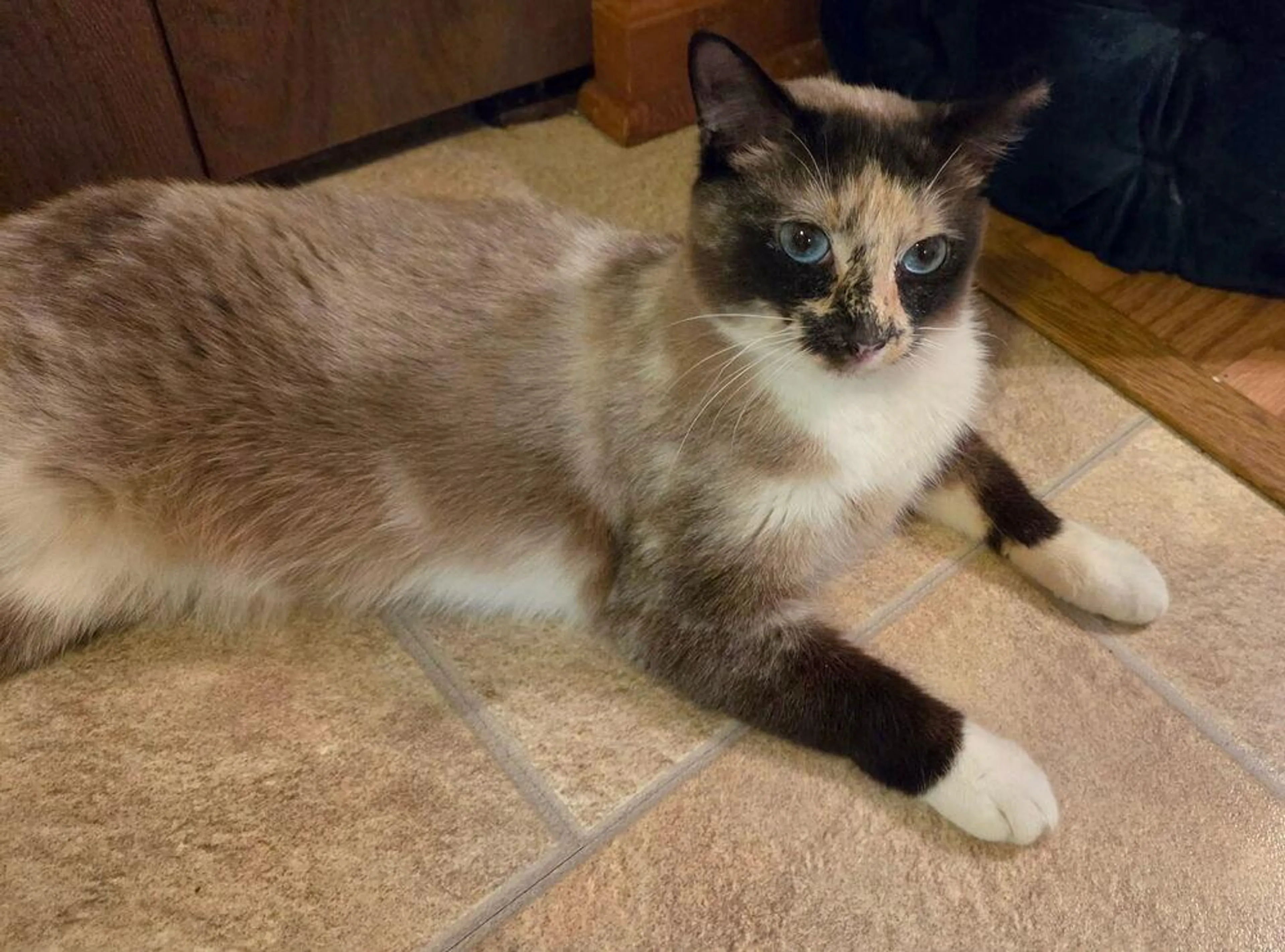 Found pet-1