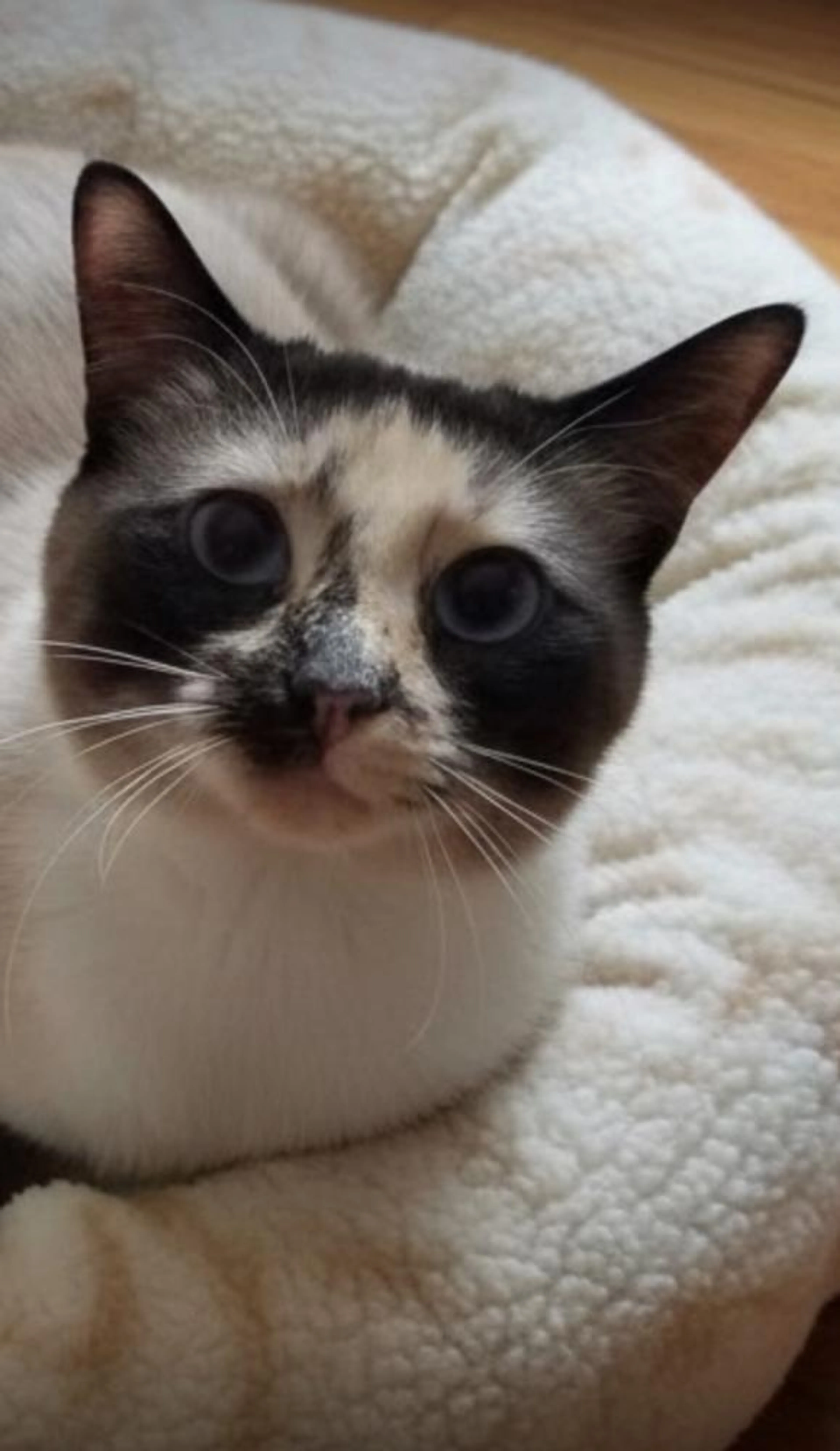Found pet-0