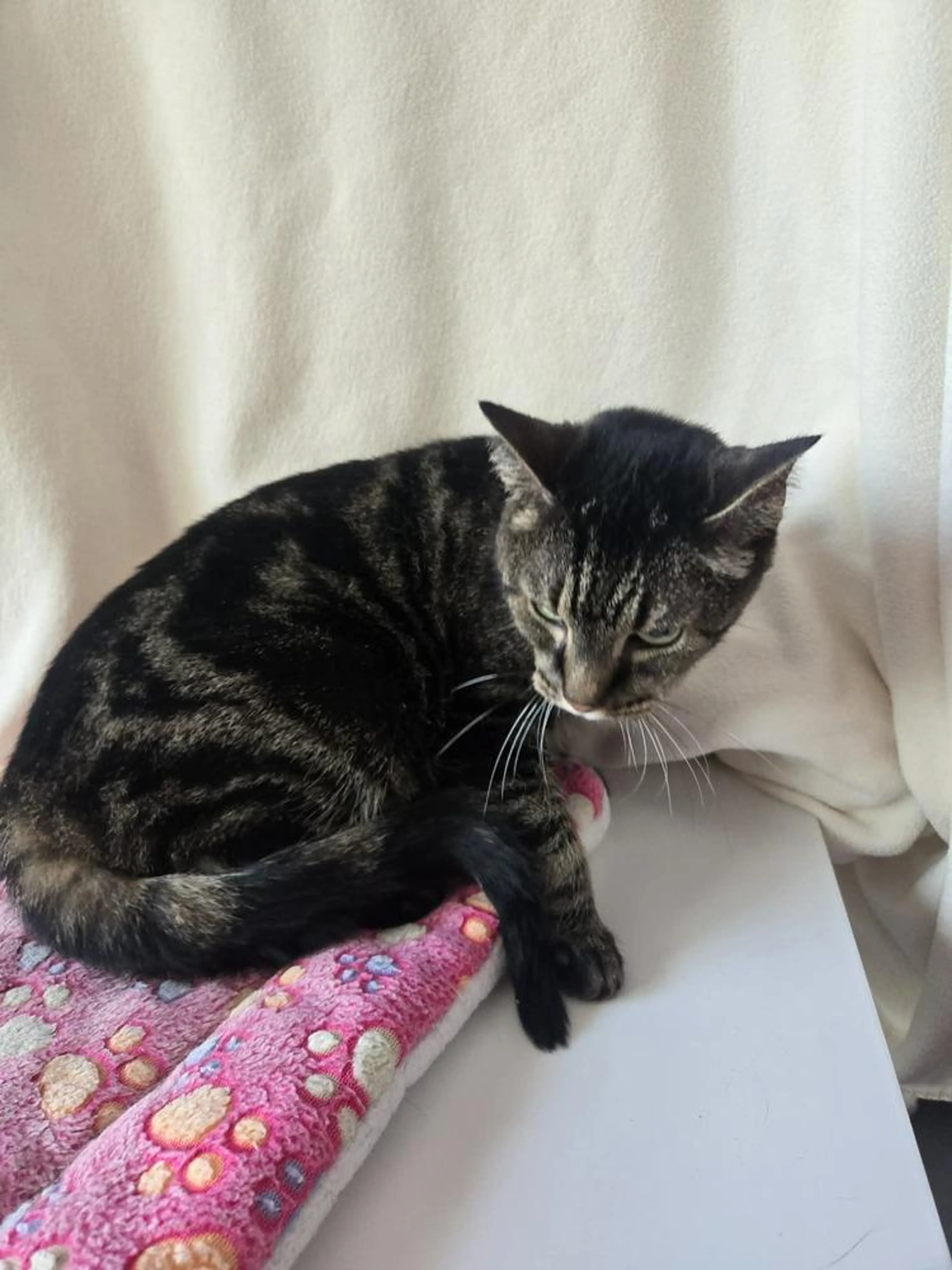 Found pet-1