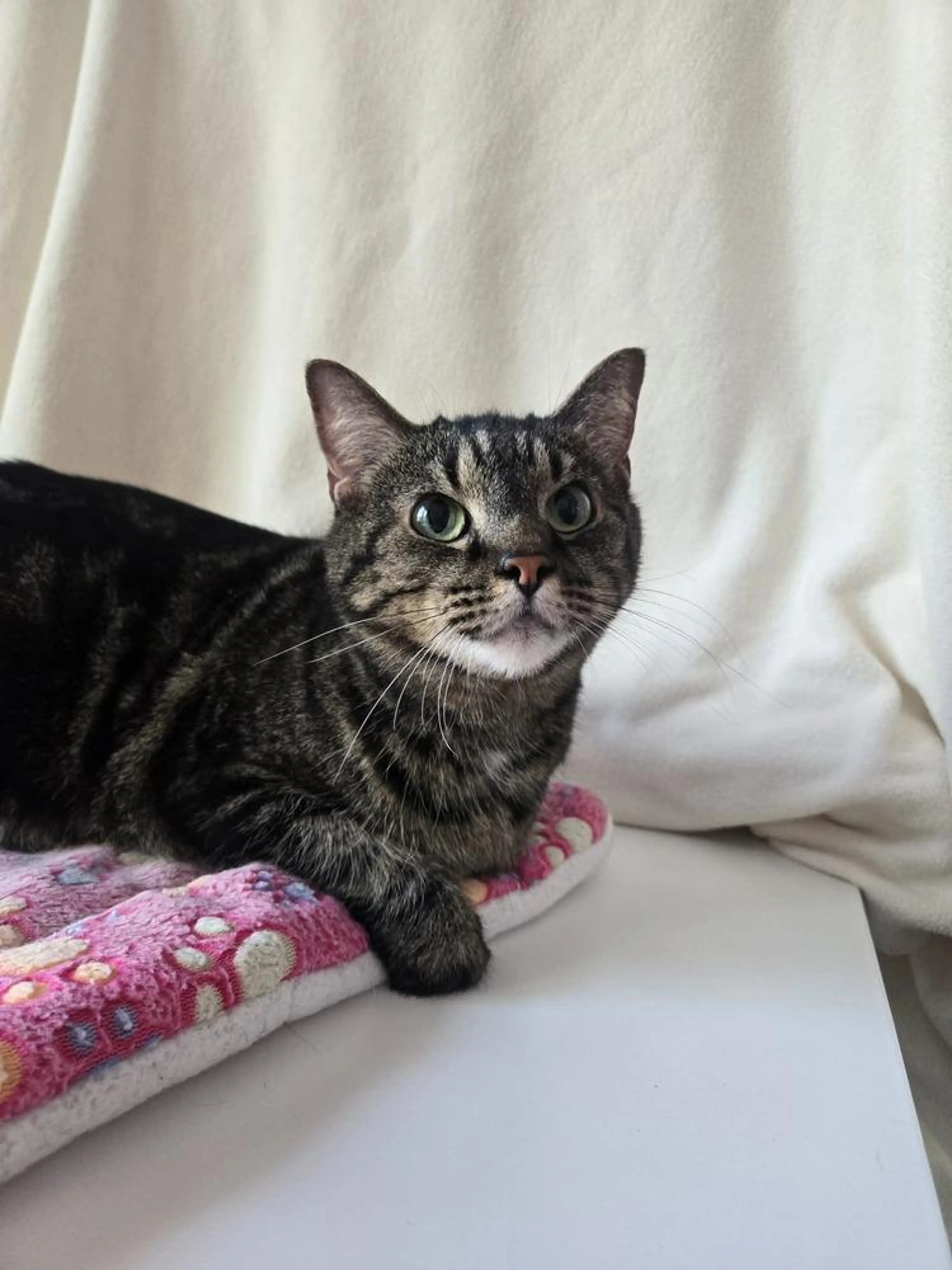 Found pet-2