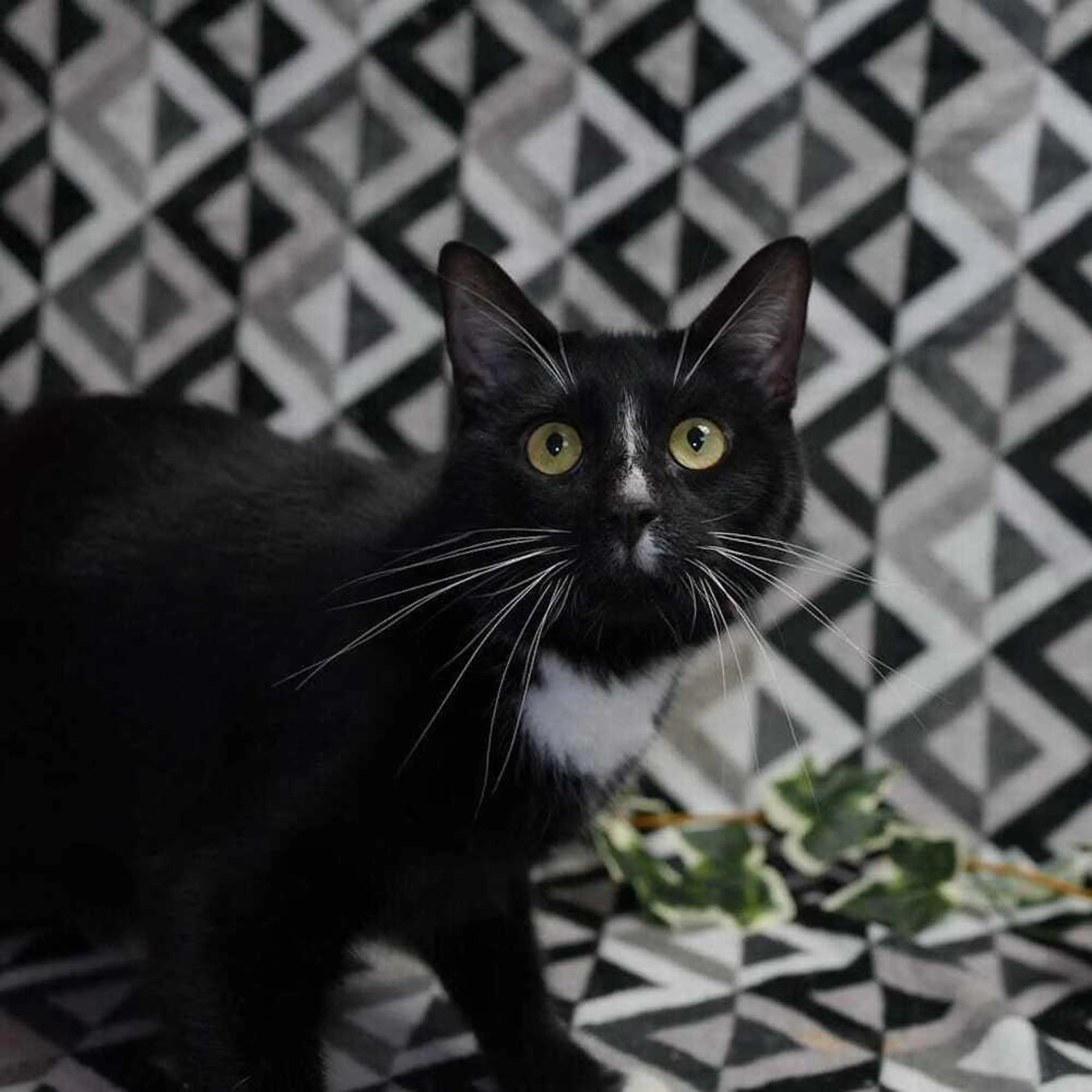 Found pet