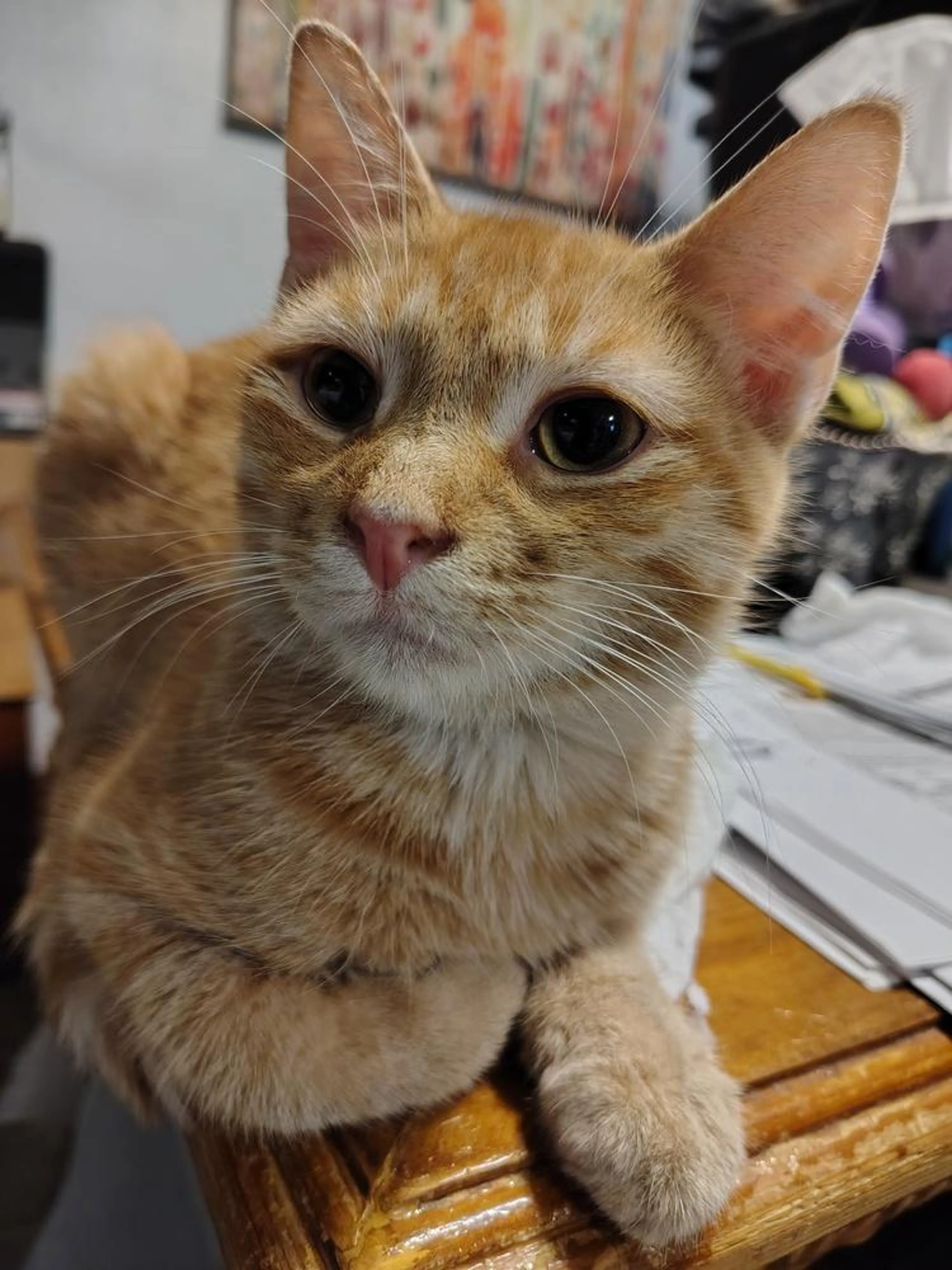 Found pet-1