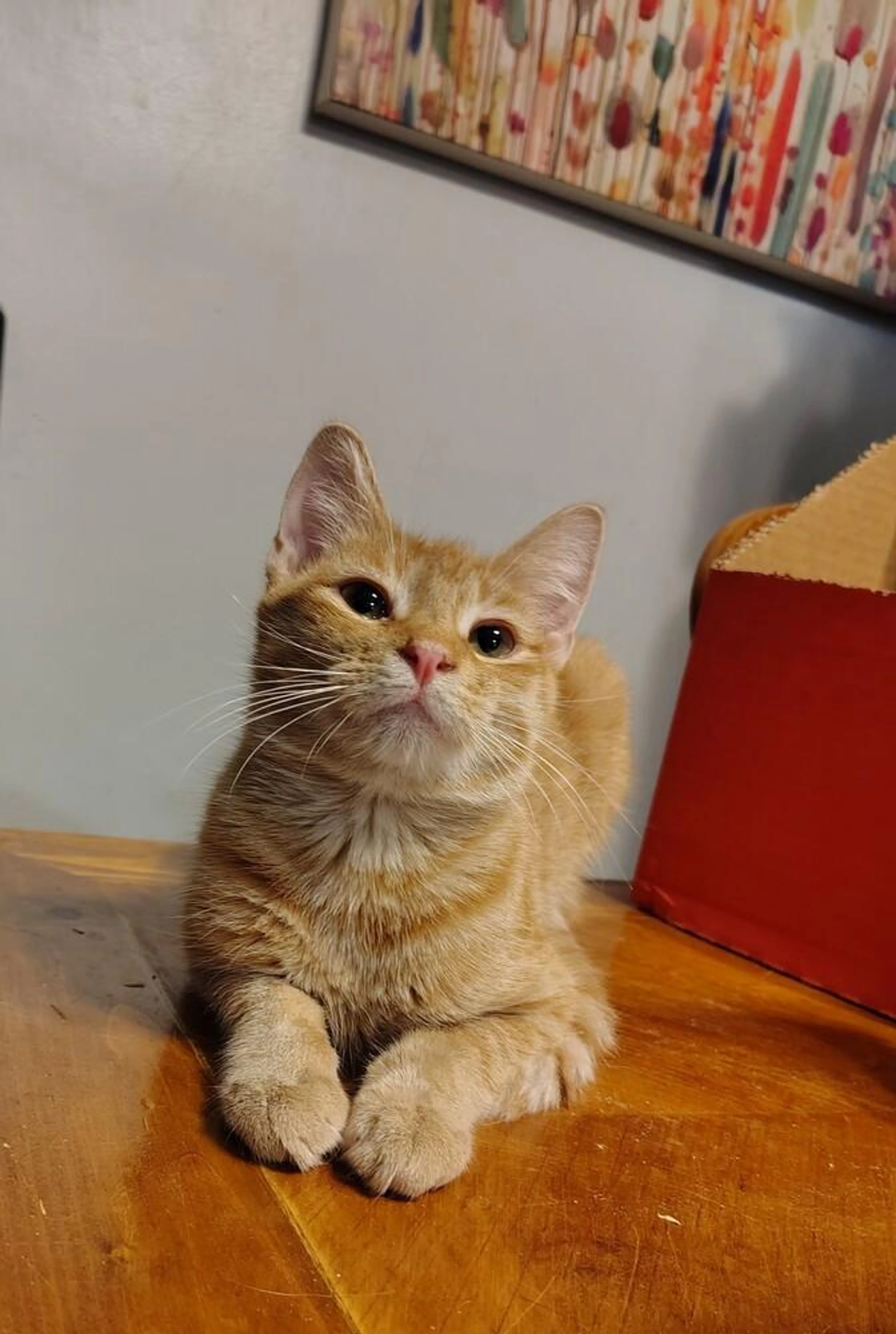 Found pet-2