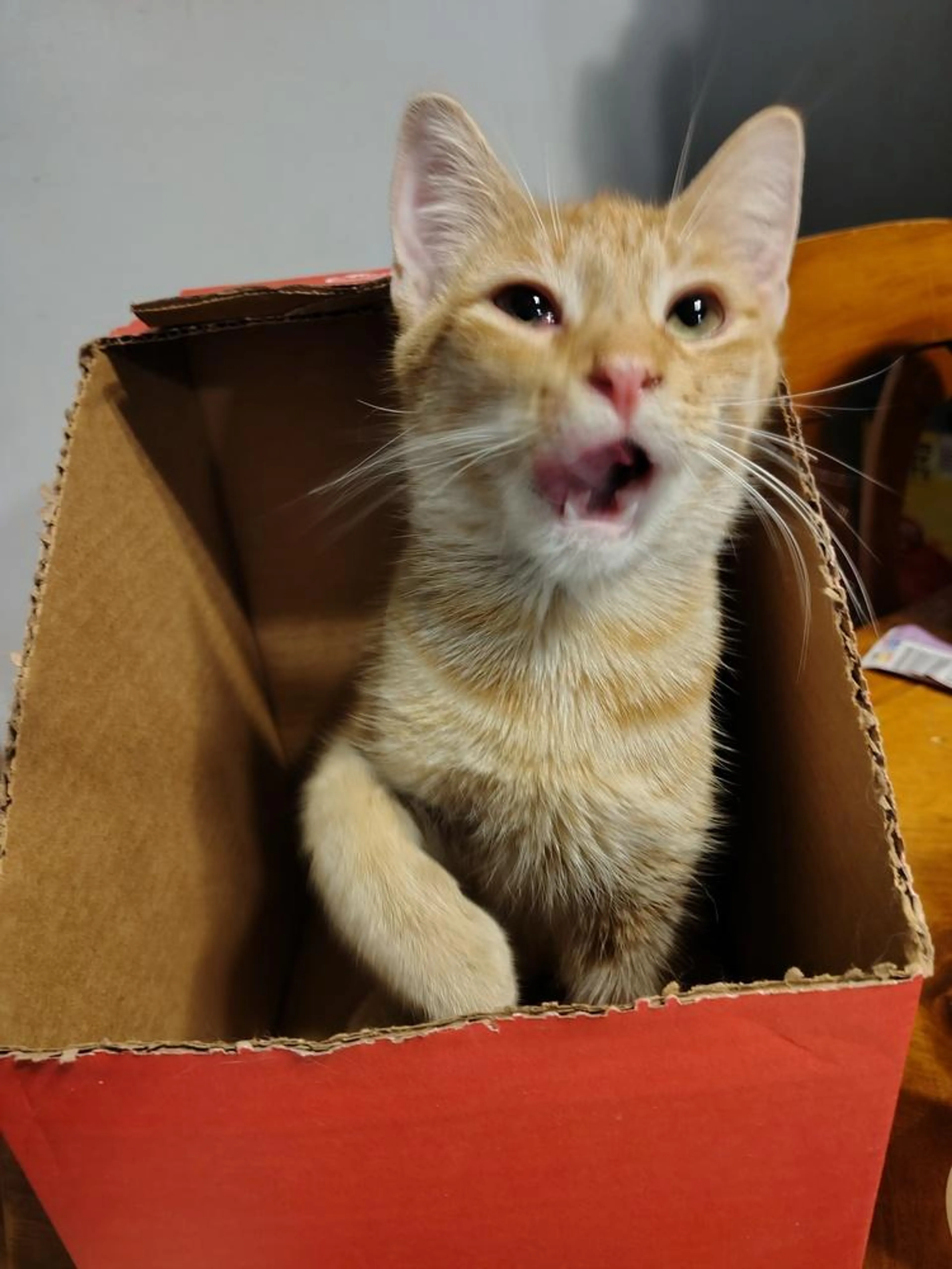 Found pet-0