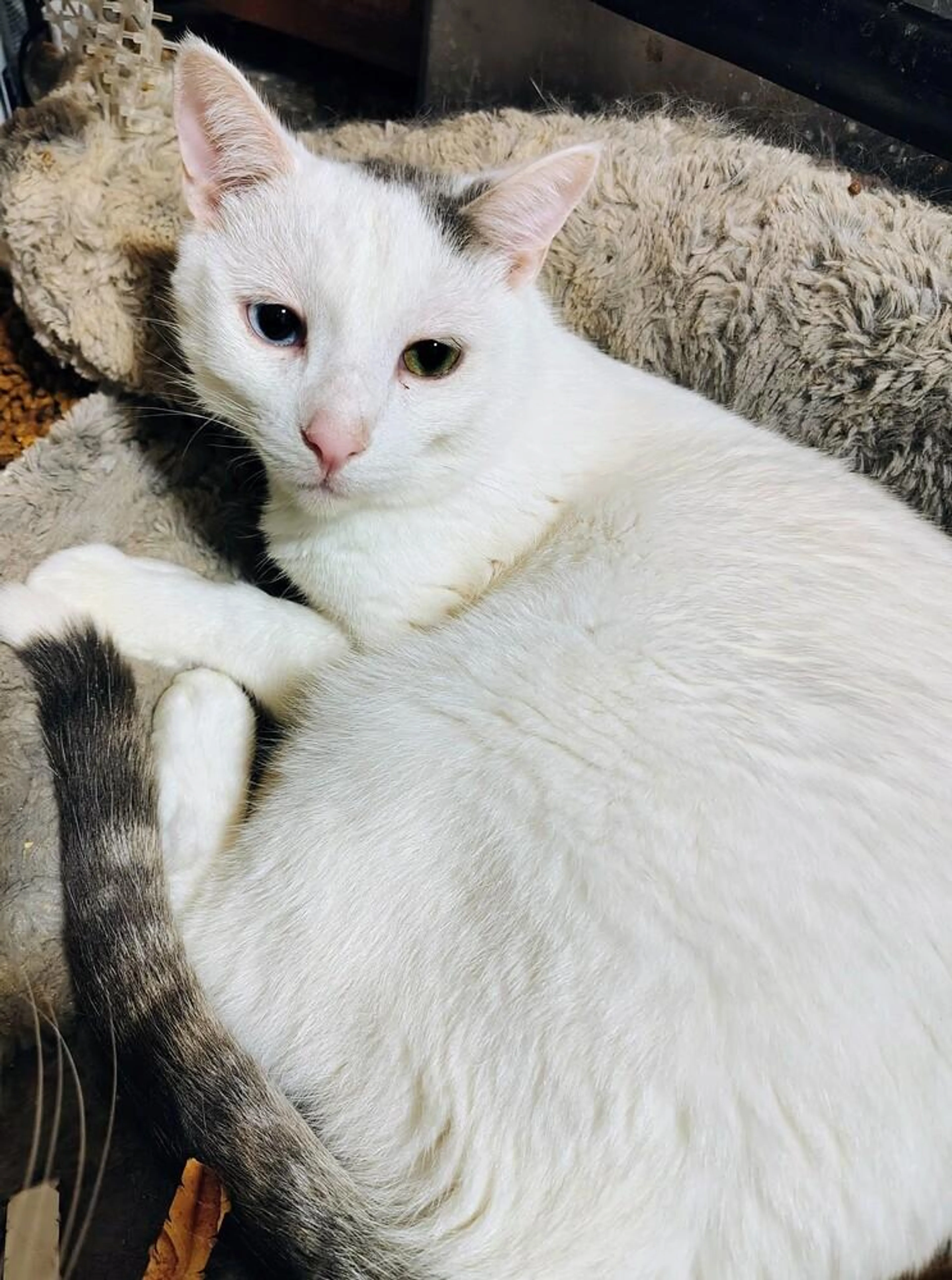 Found pet-1