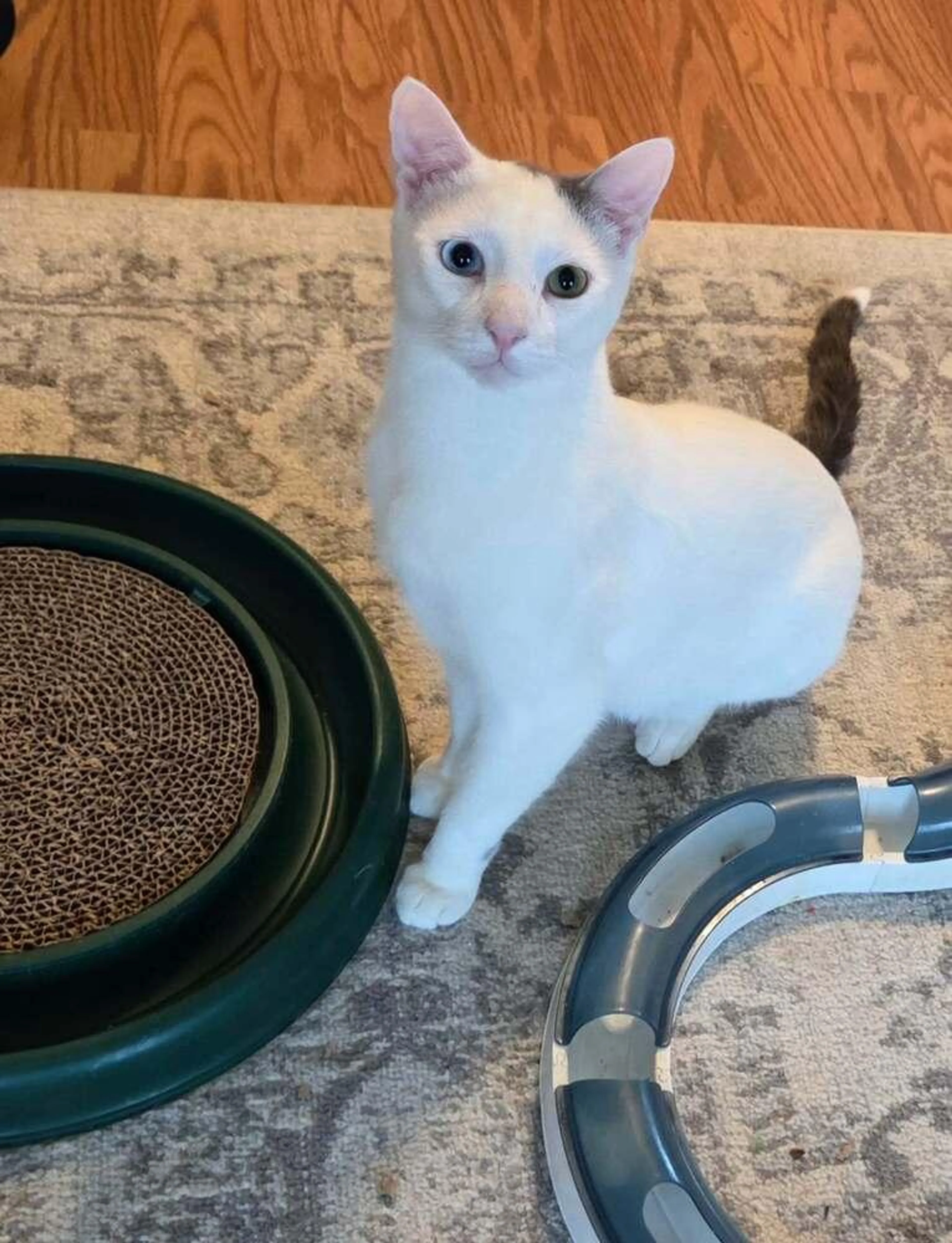Found pet-0