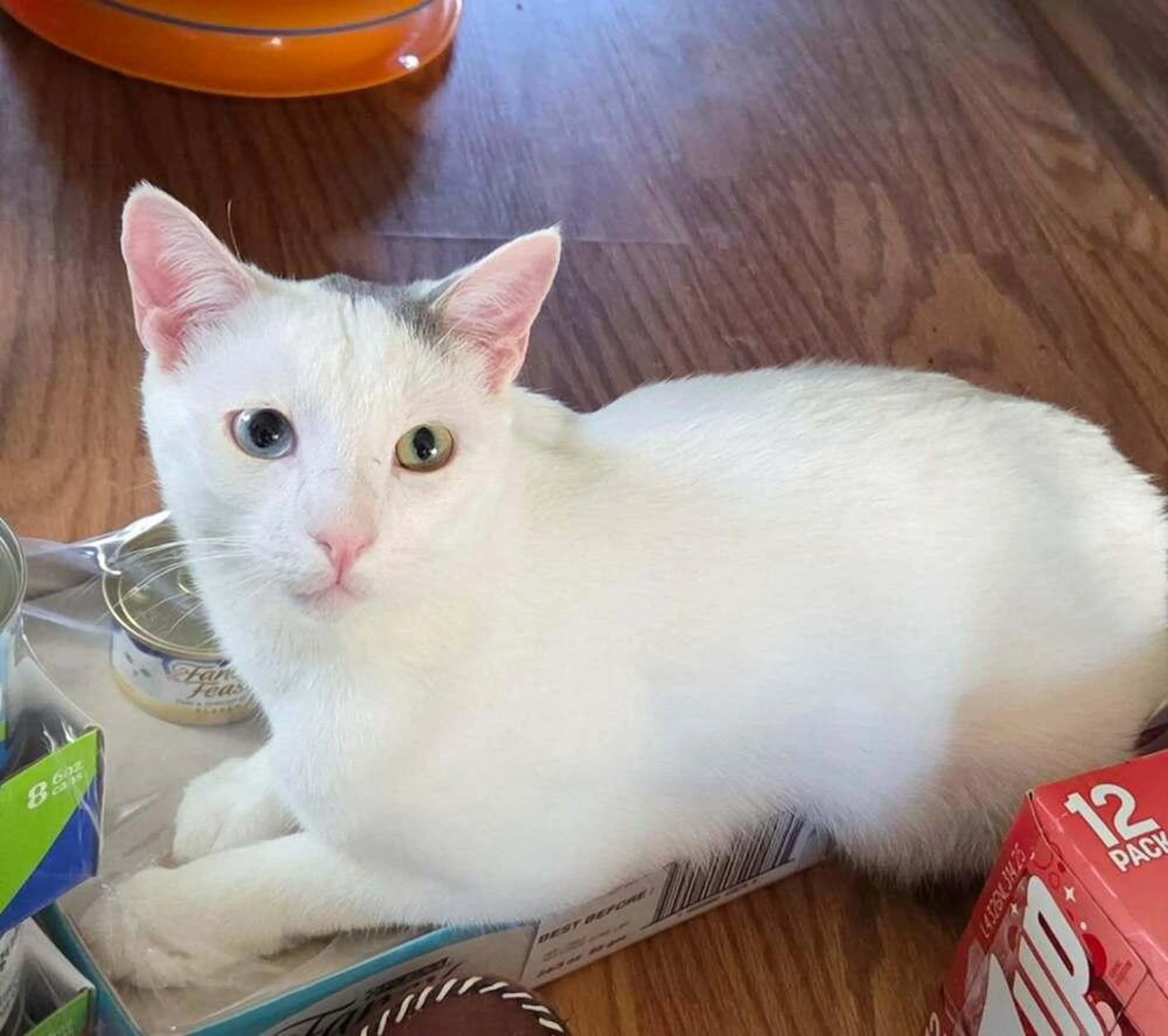 Found pet-2
