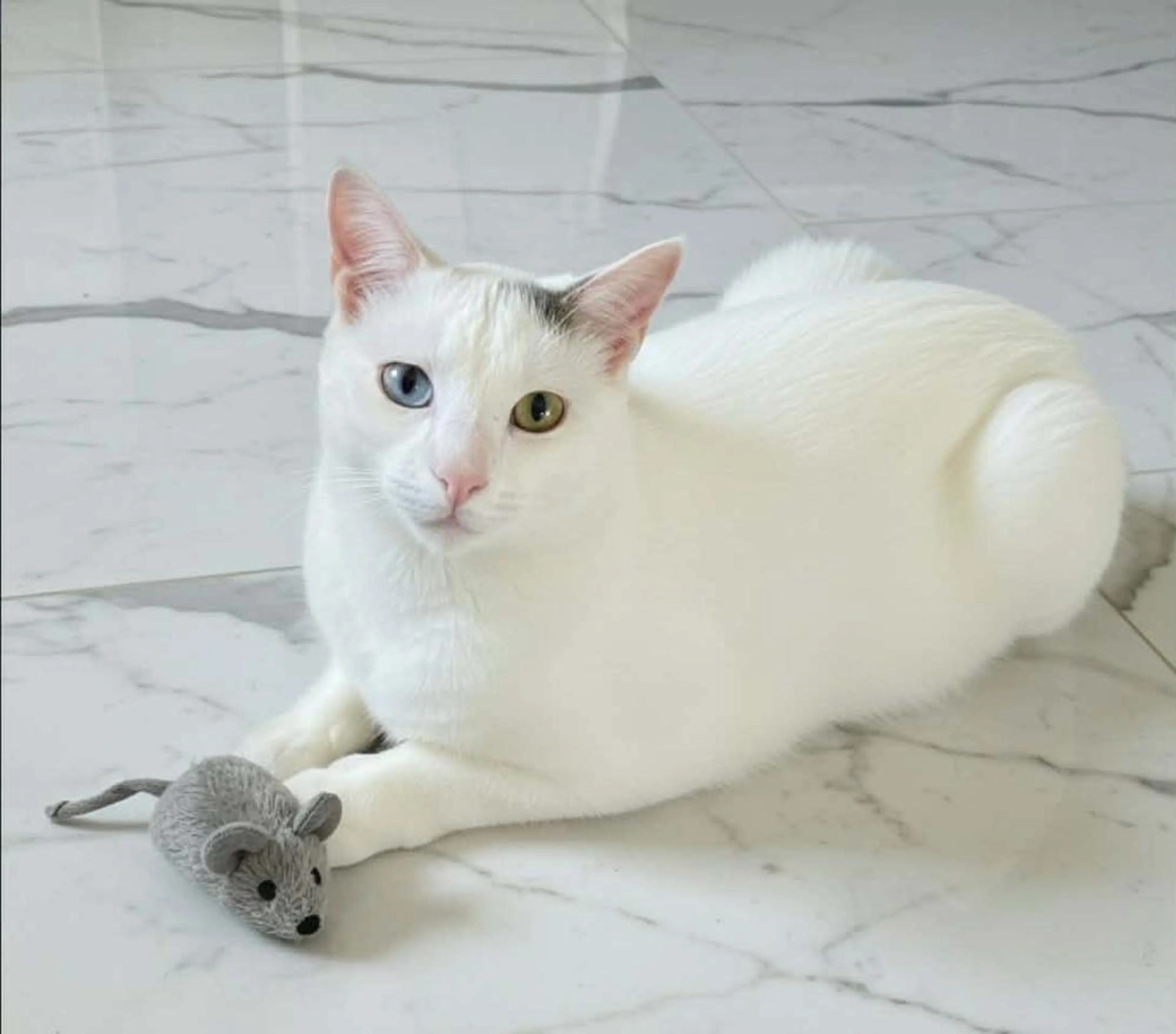Found pet-3