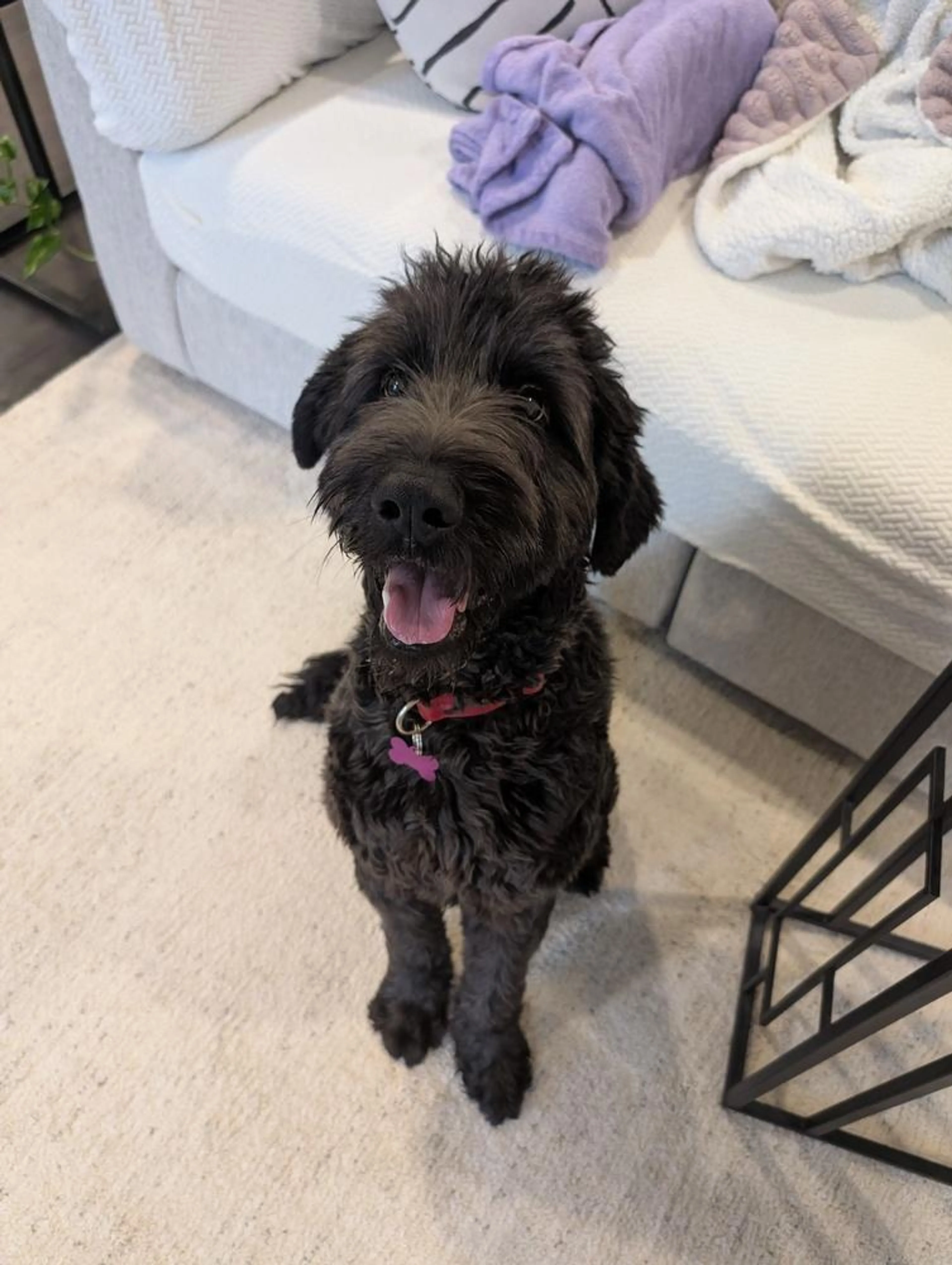 Found pet-5