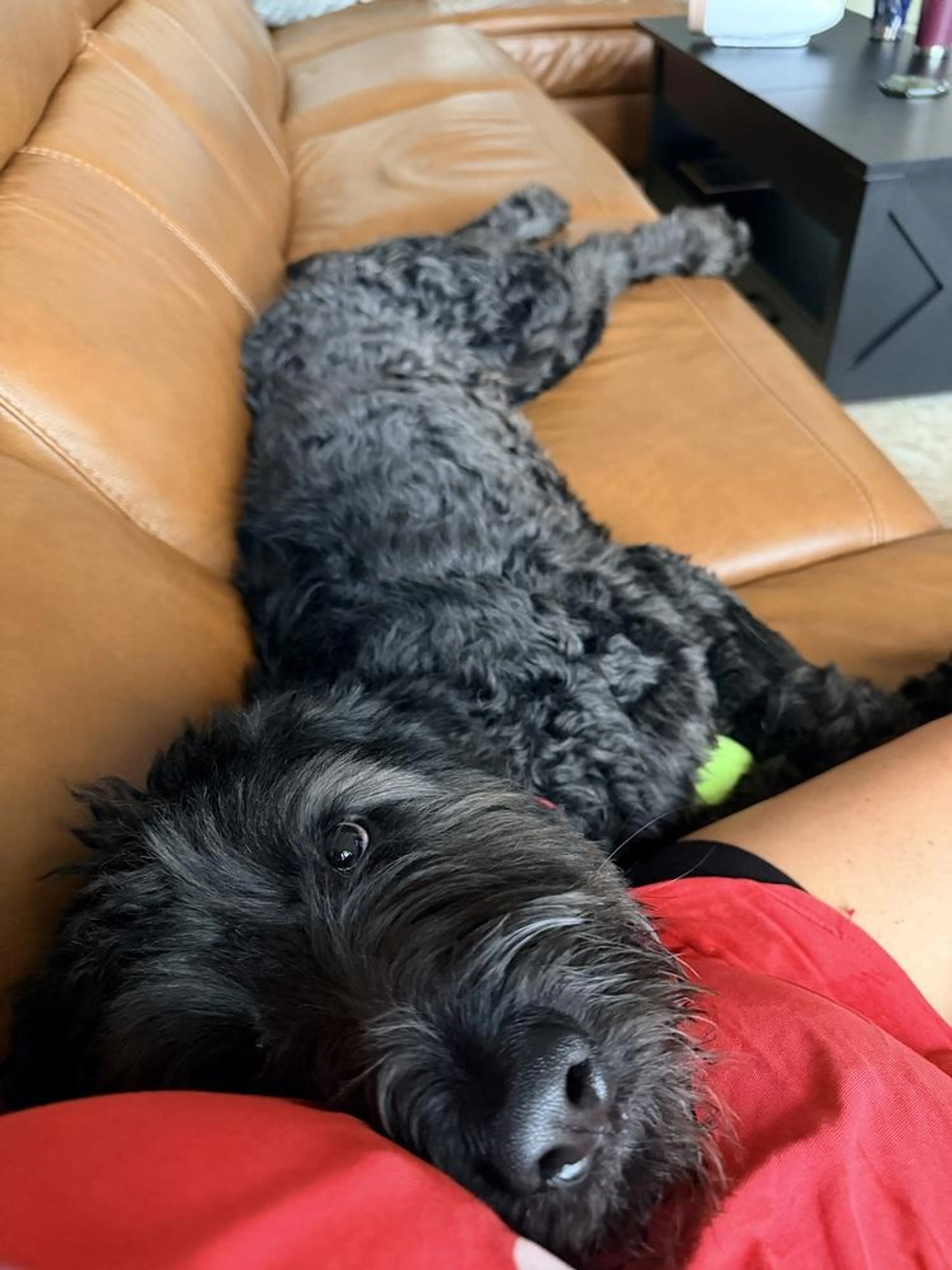 Found pet-3
