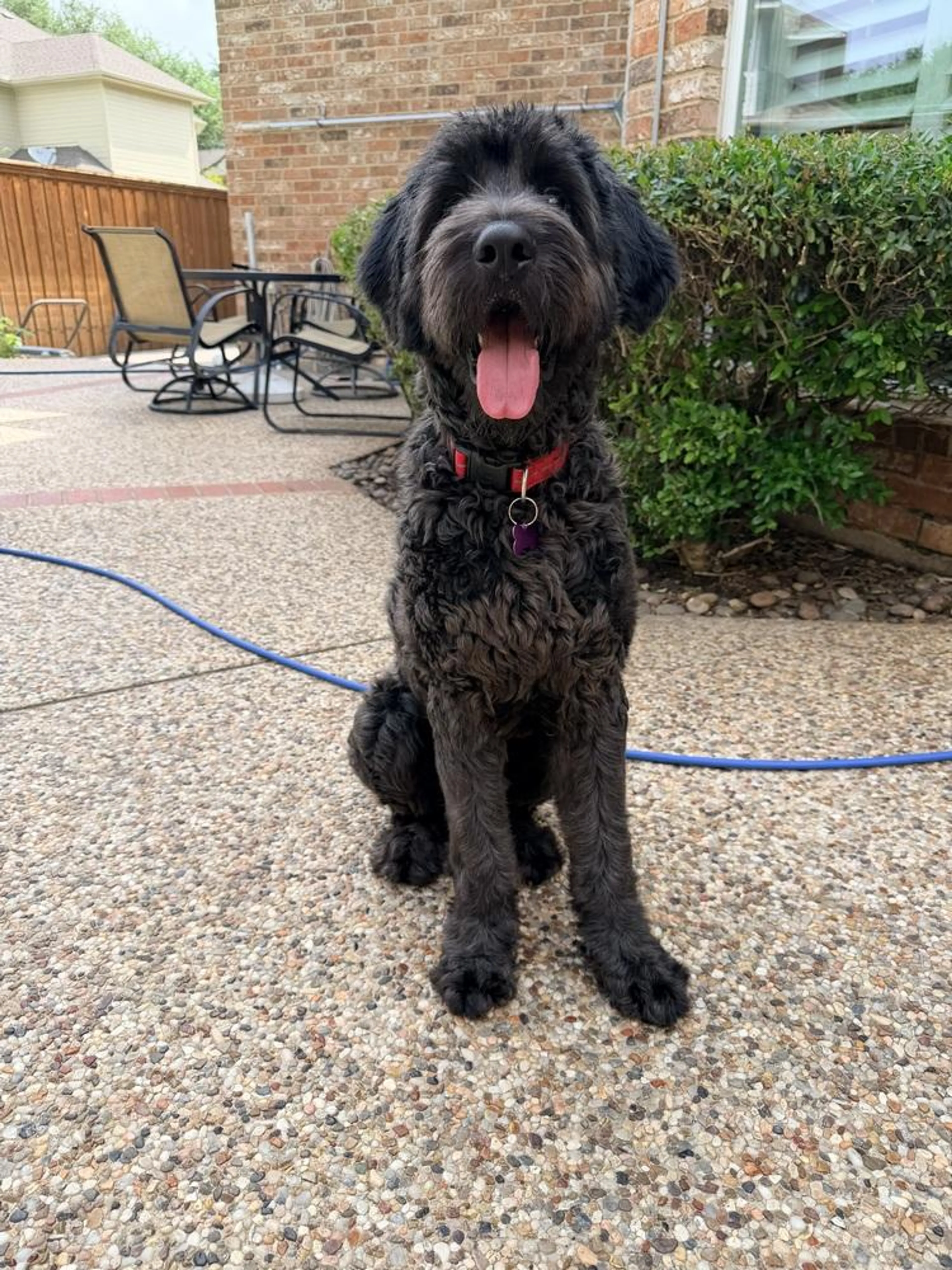 Found pet-1